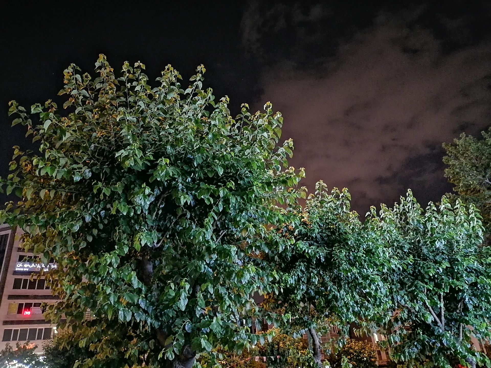 عکس از شاخ و برگ درختان در تاریکی