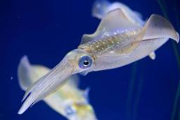 تقلید از ماهی مرکب برای نامرئی‌کردن سلول‌های انسان