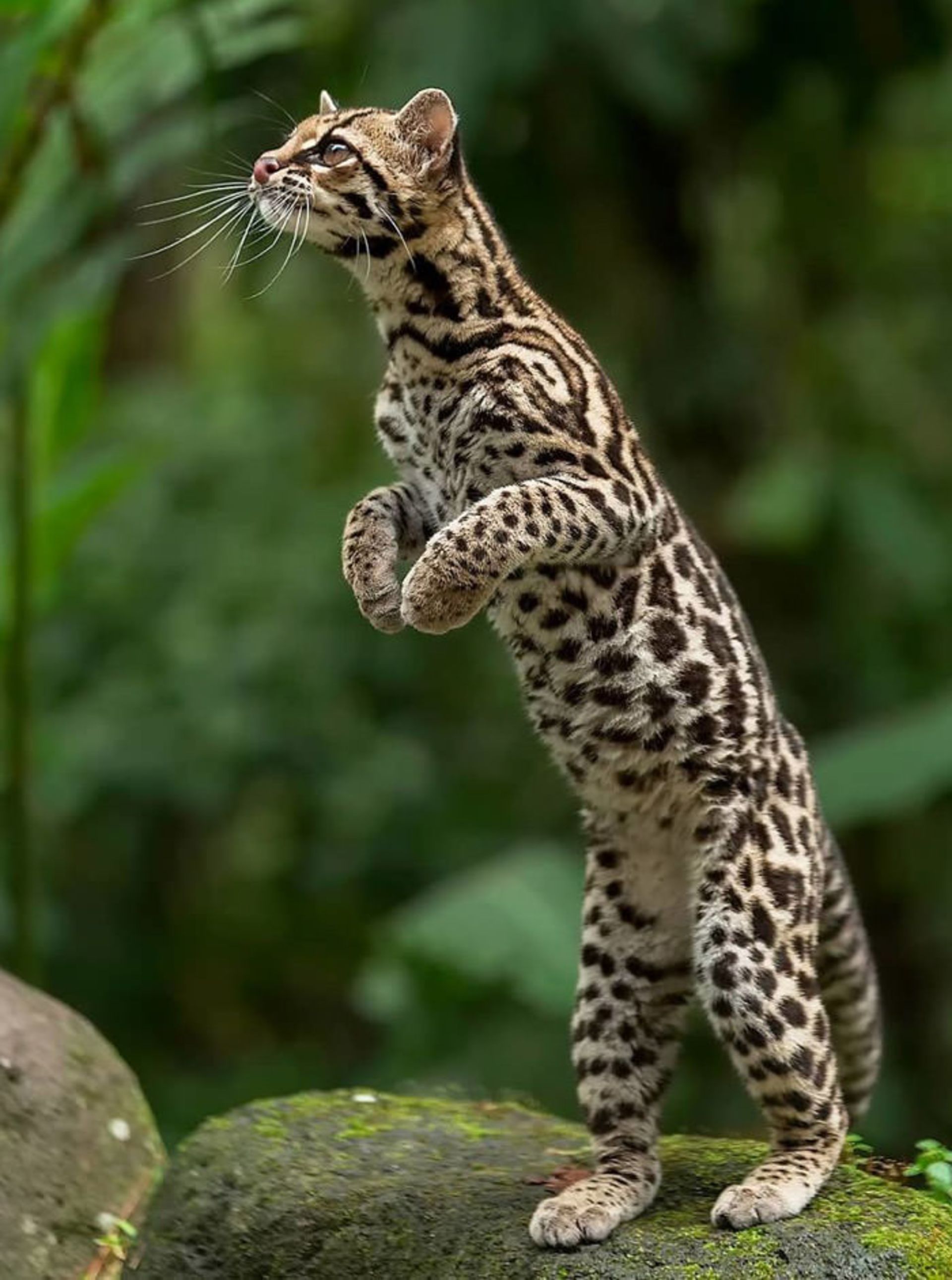 عکاسی حیات وحش-حیات وحش کاستاریکا-مارگای