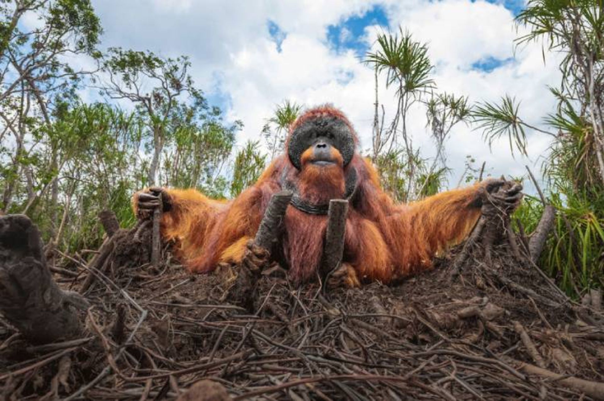 عکس فینالیست مسابقه bigpicture بخش «انسان/طبیعت»: «مرد جنگل»؛ عکاس: توماس ویجیان