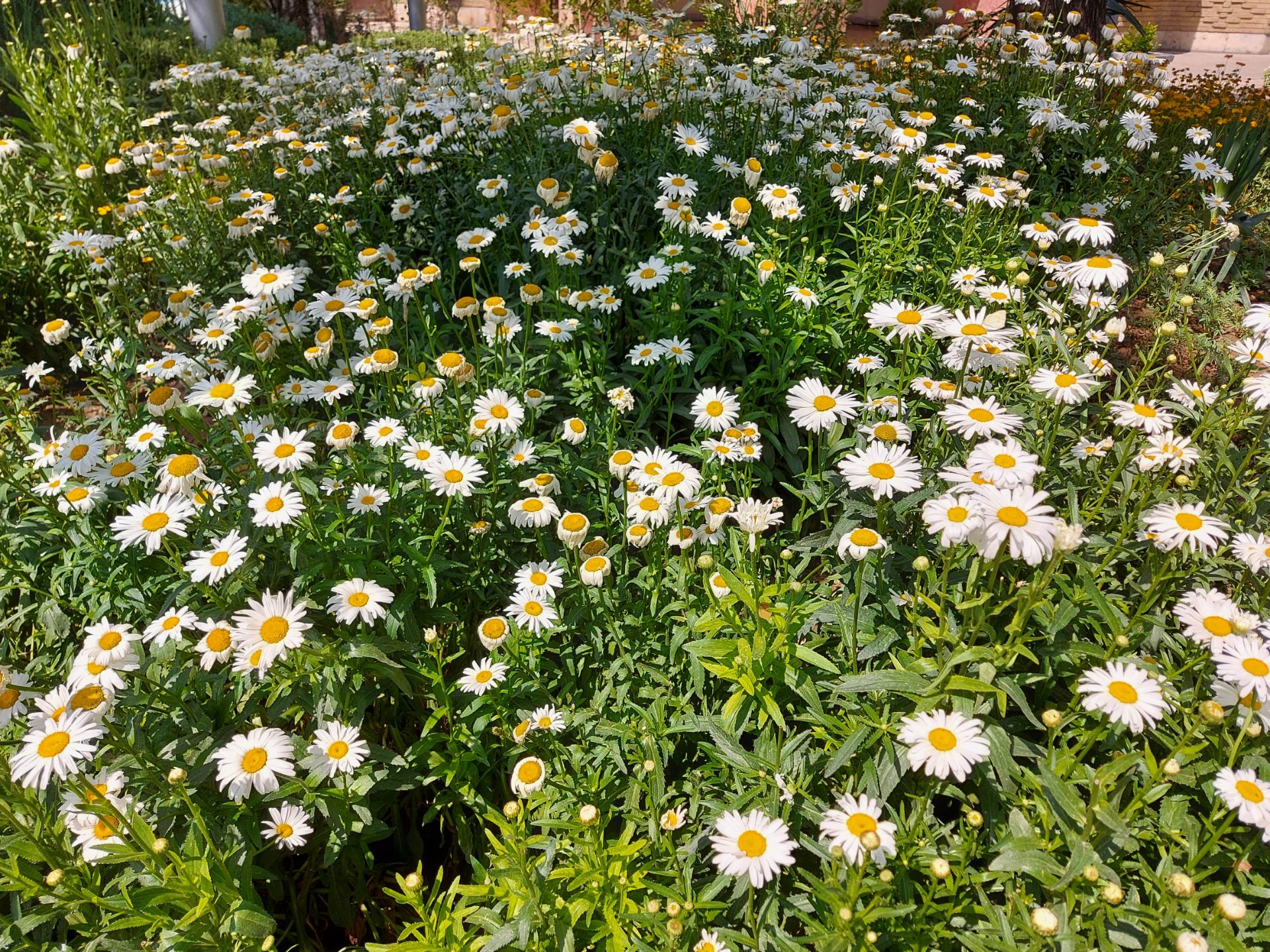 نمونه عکس گلکسی A71 از گل بابونه