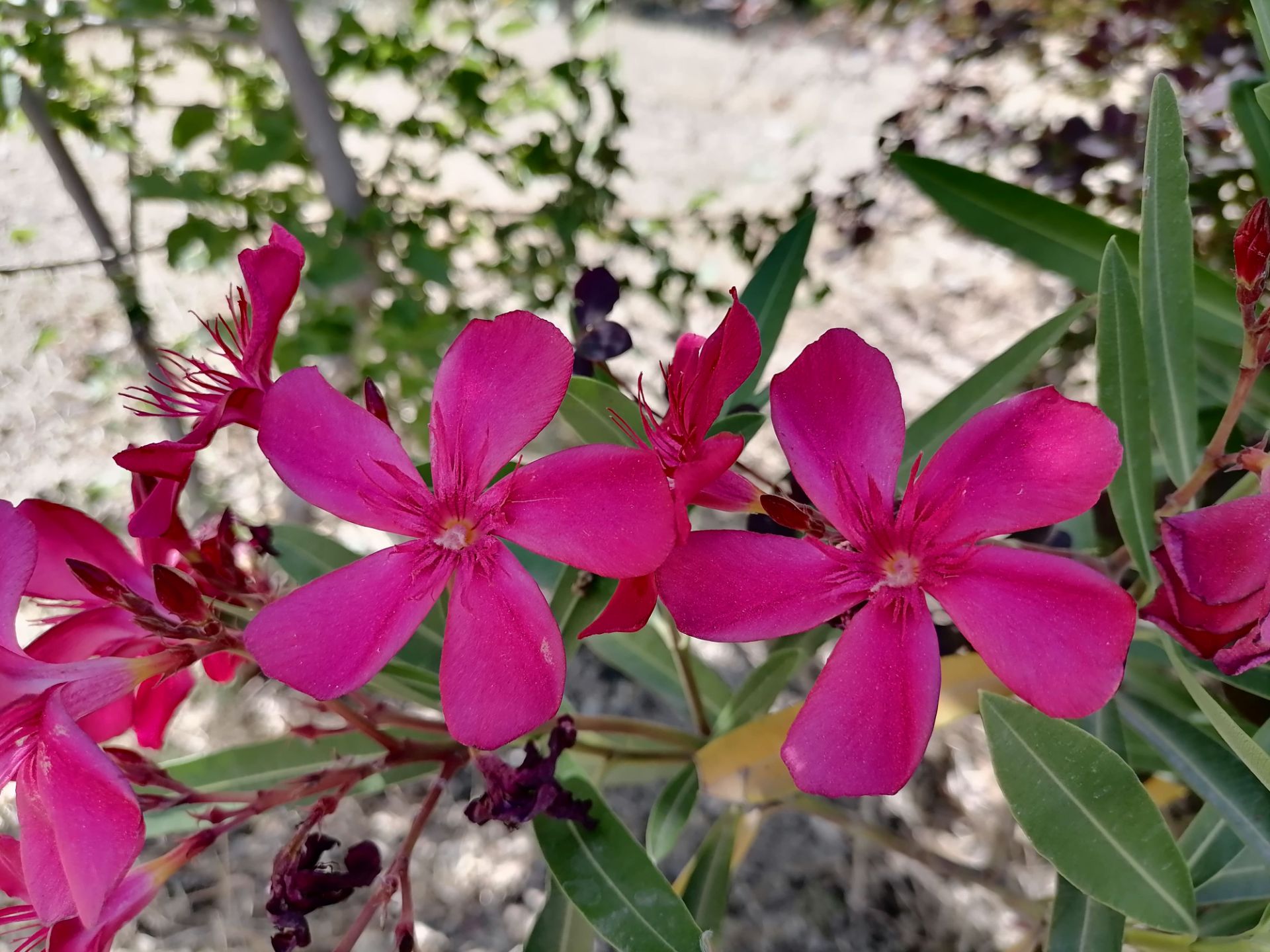 عکس گل از نمای نزدیک