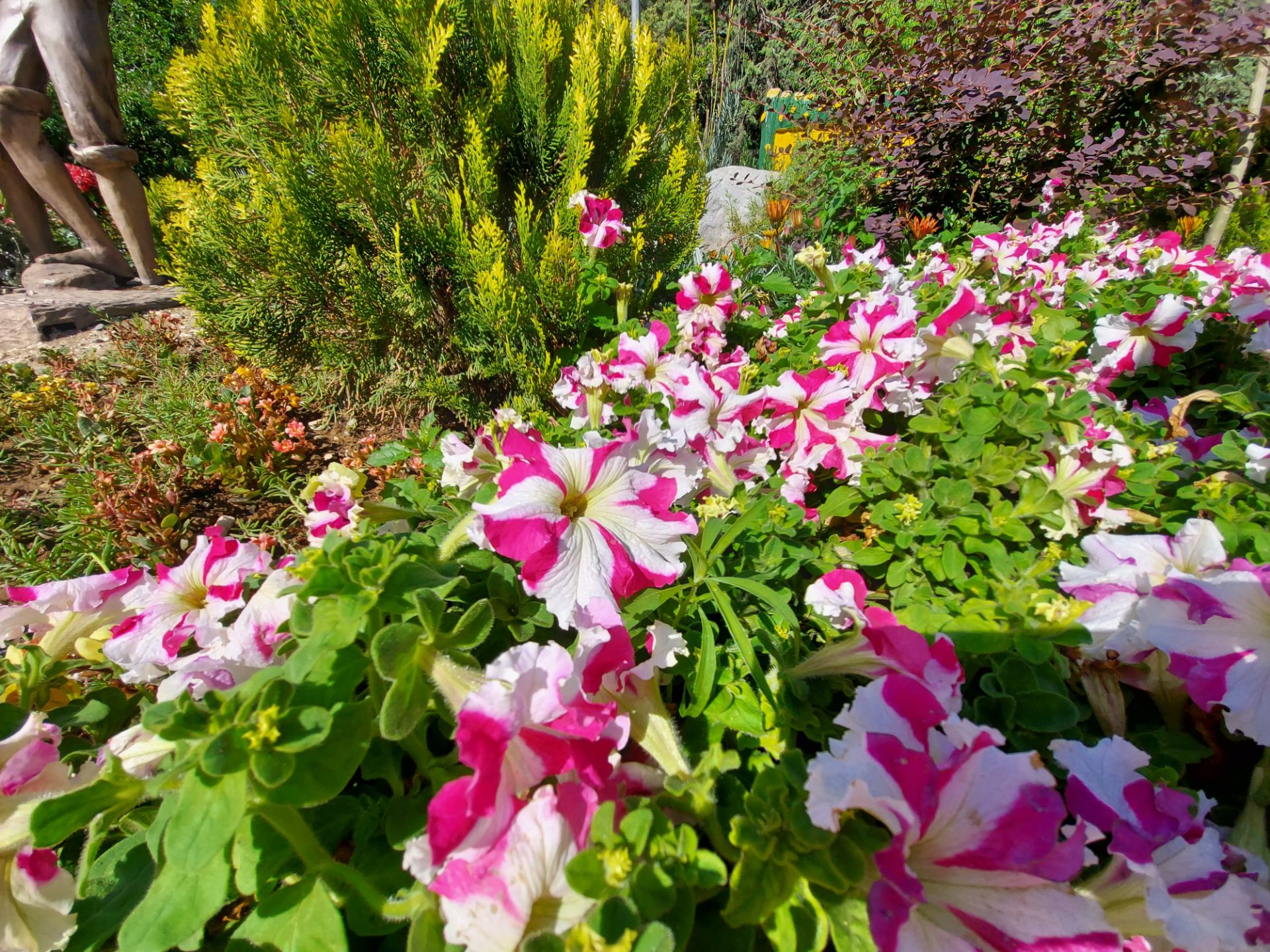 نمونه عکس گلکسی A71 از گل