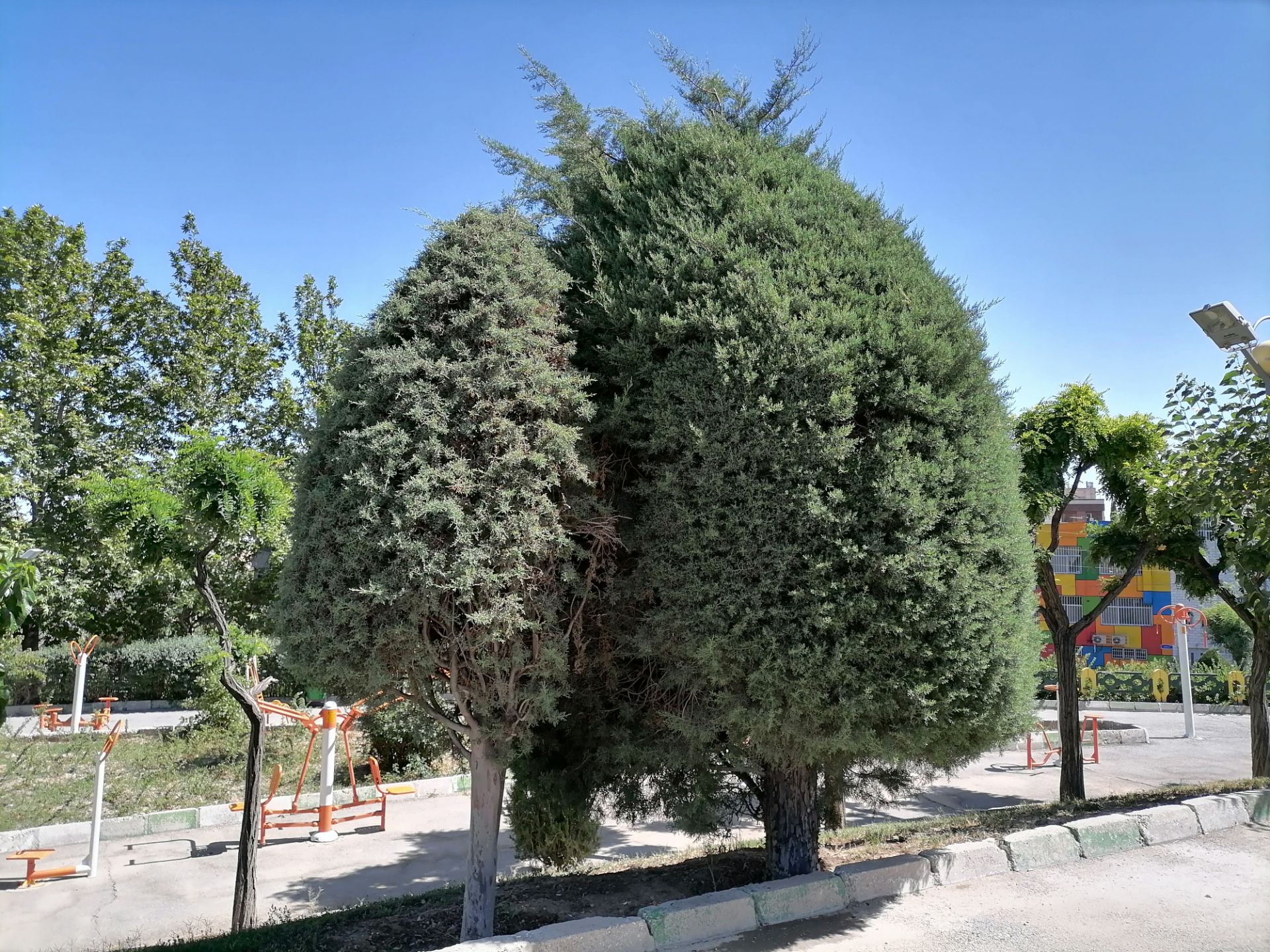 دو درخت همیشه سبز از نمای نزدیک