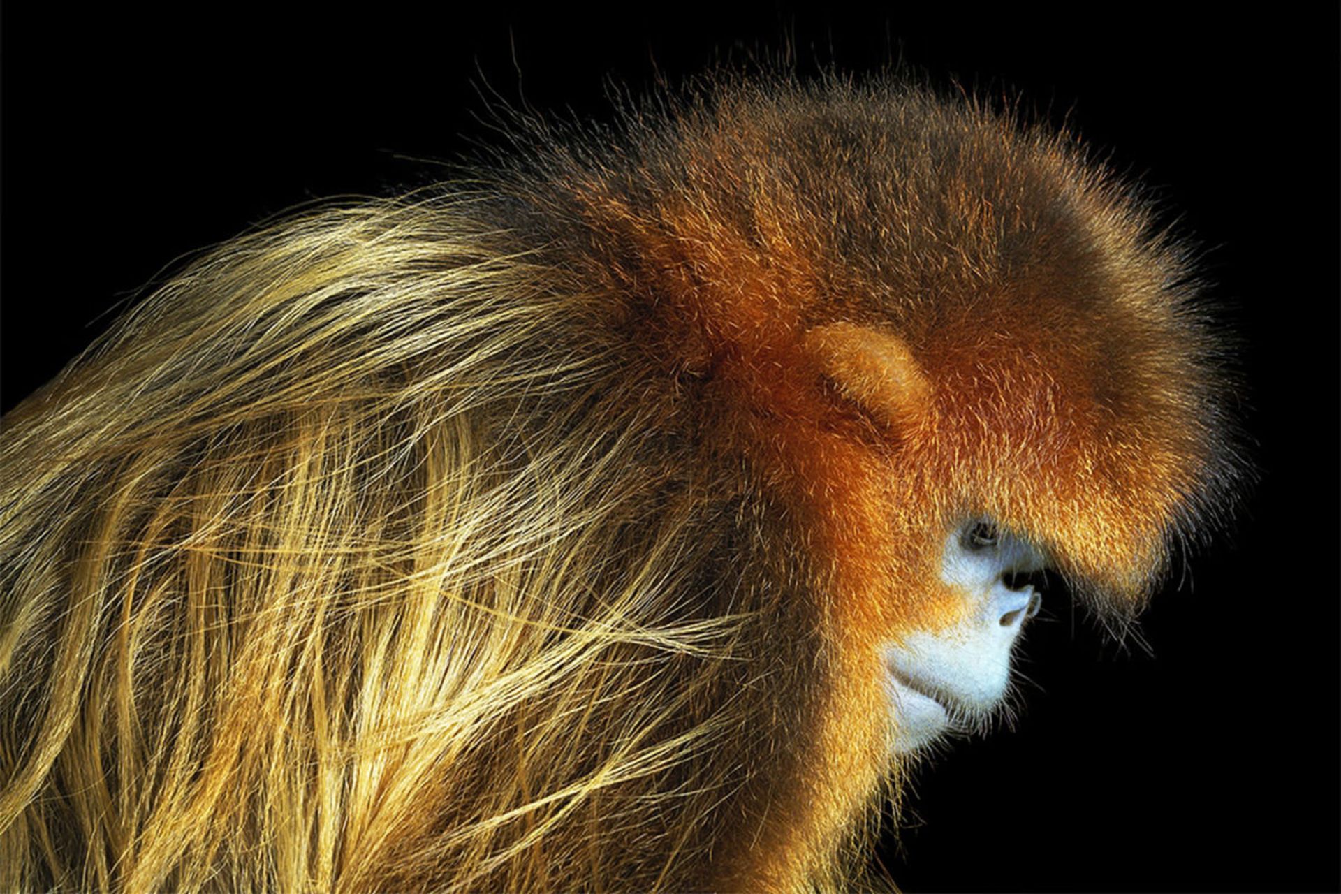 مرجع متخصصين ايران Golden Snub Nosed Monkey