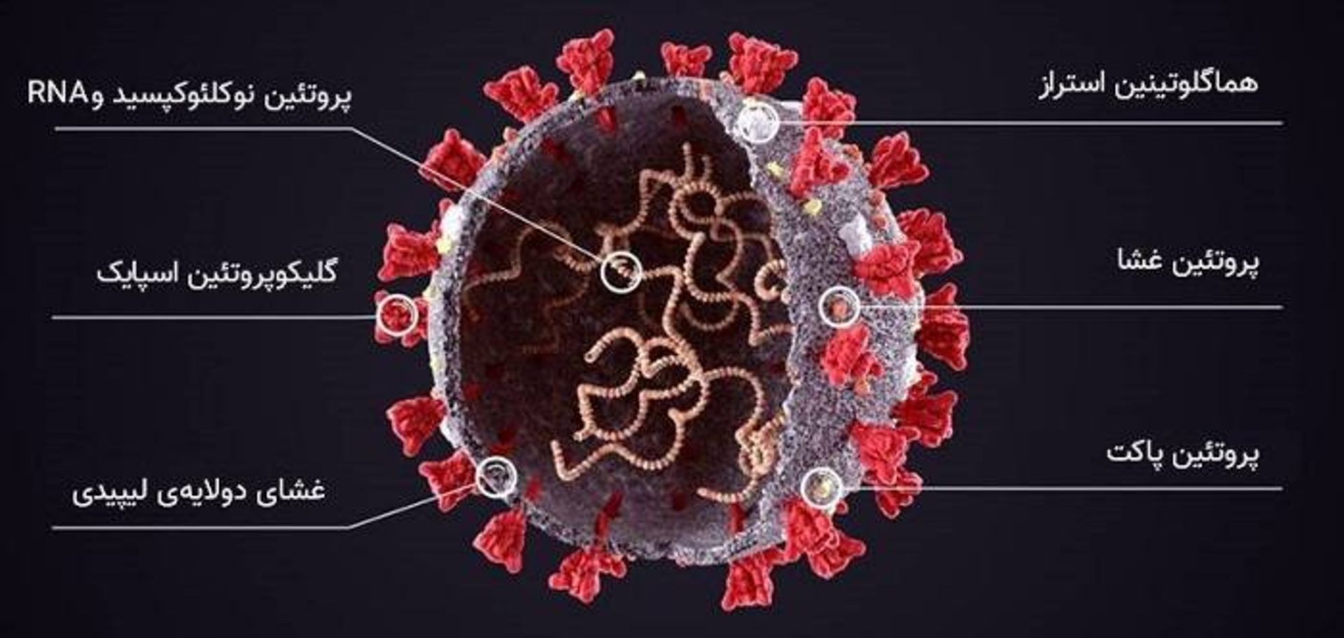 ویروس کرونا