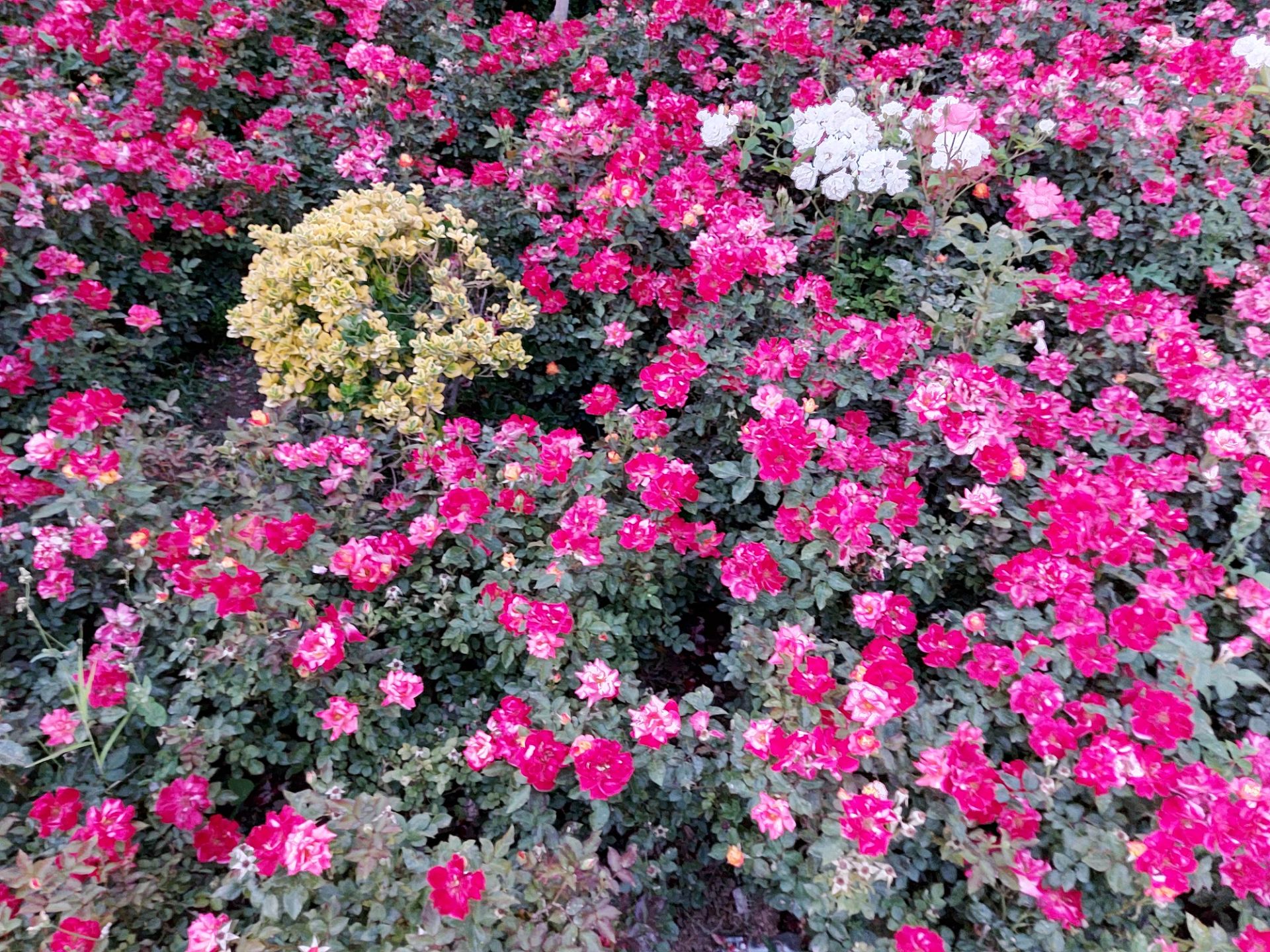 نمونه عکس شب گلکسی A71 حالت Night از گل