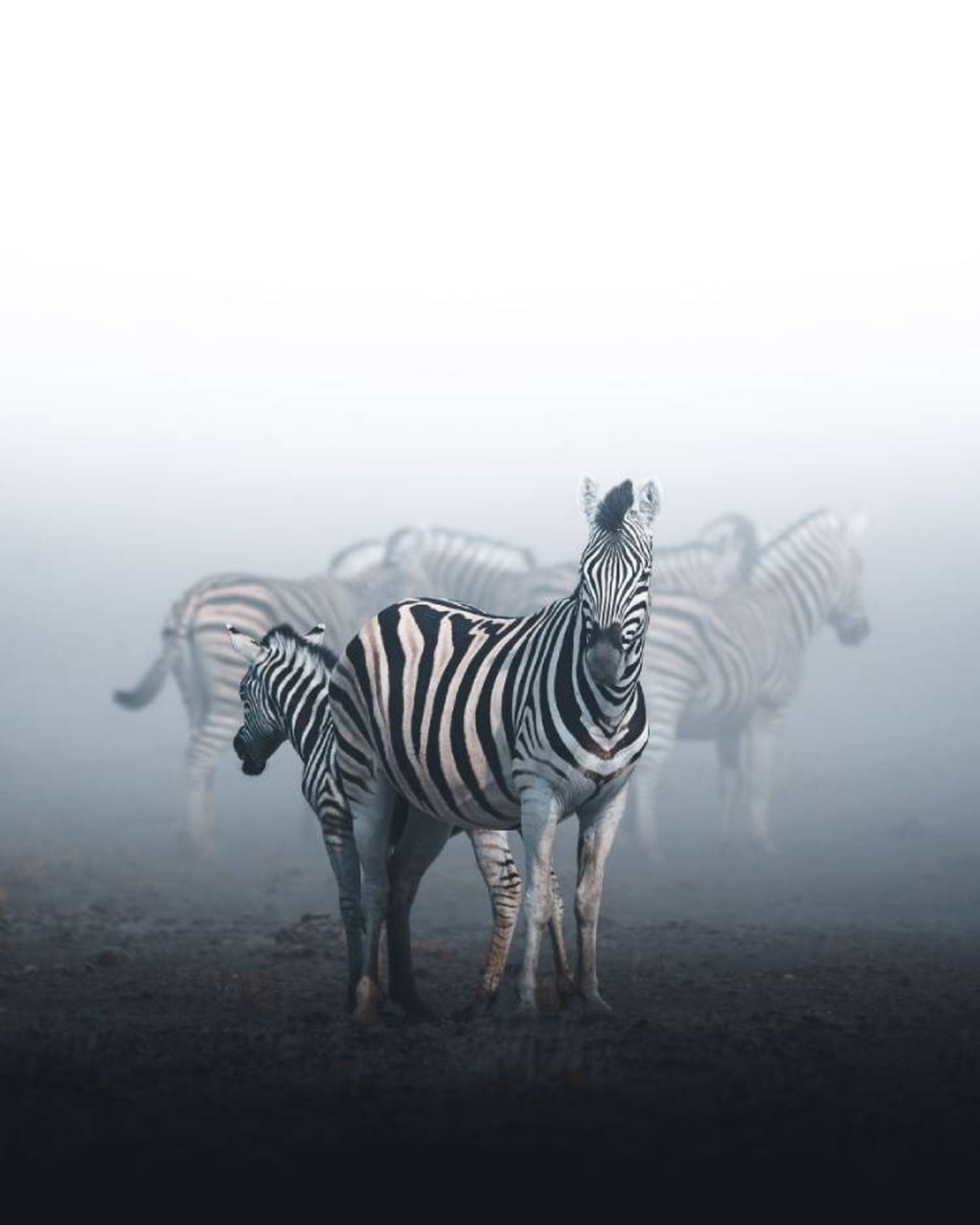 یکی از عکس‌های برتر رقابت عکاسی wild2020 ثبت‌شده در پارک ملی اِتوشا، نامیبیای آفریقا توسط anskar