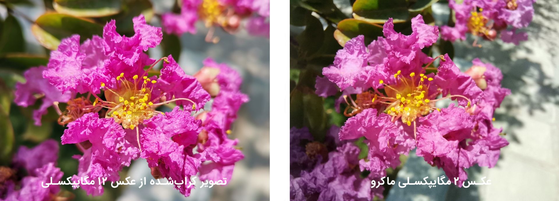 نمونه عکس دوربین ماکرو هواوی نوا 7 آی از گل