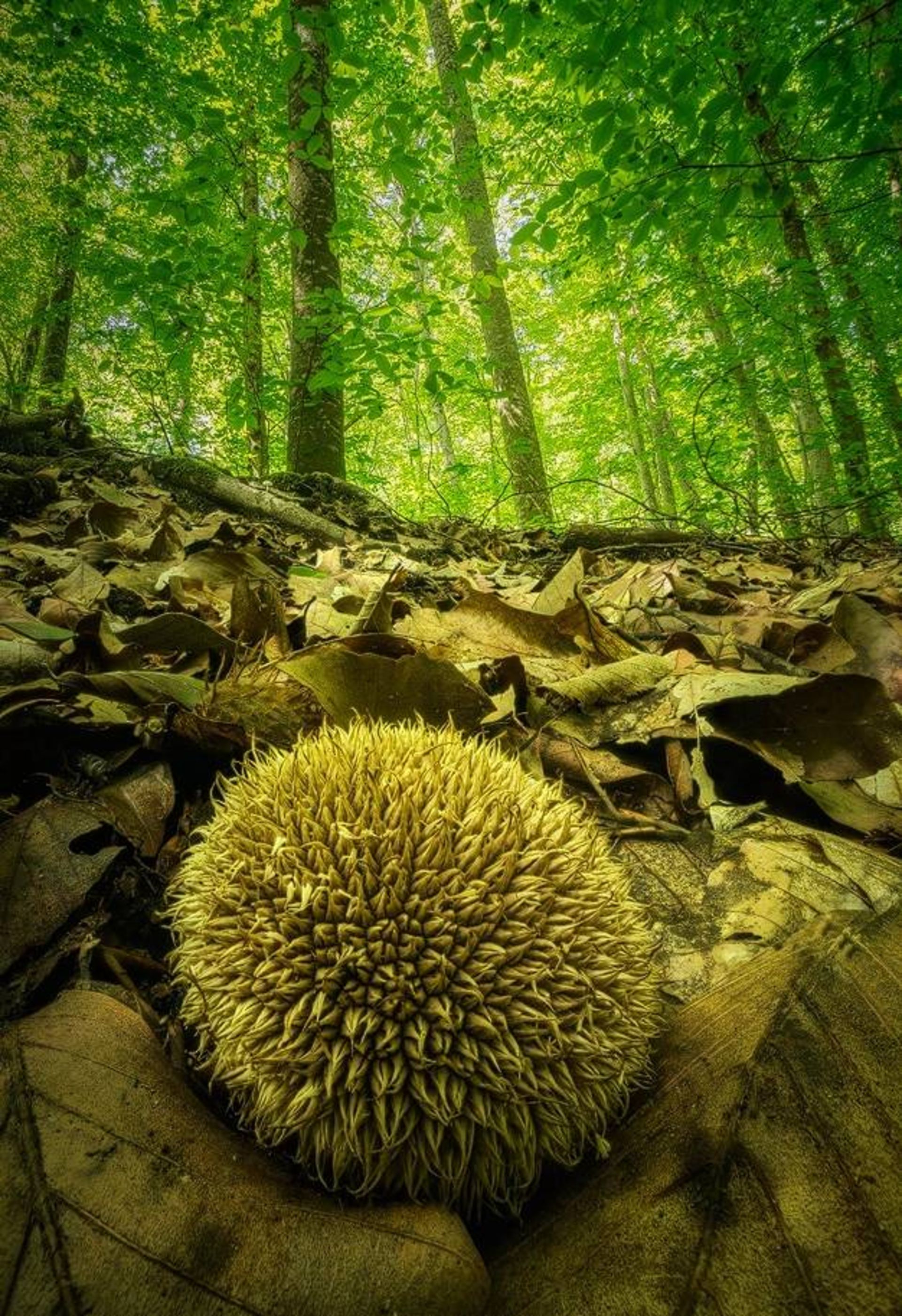 نمونه تصویر ثبت شده توسط اسوینارو با لنز ونوس اپتیکس 