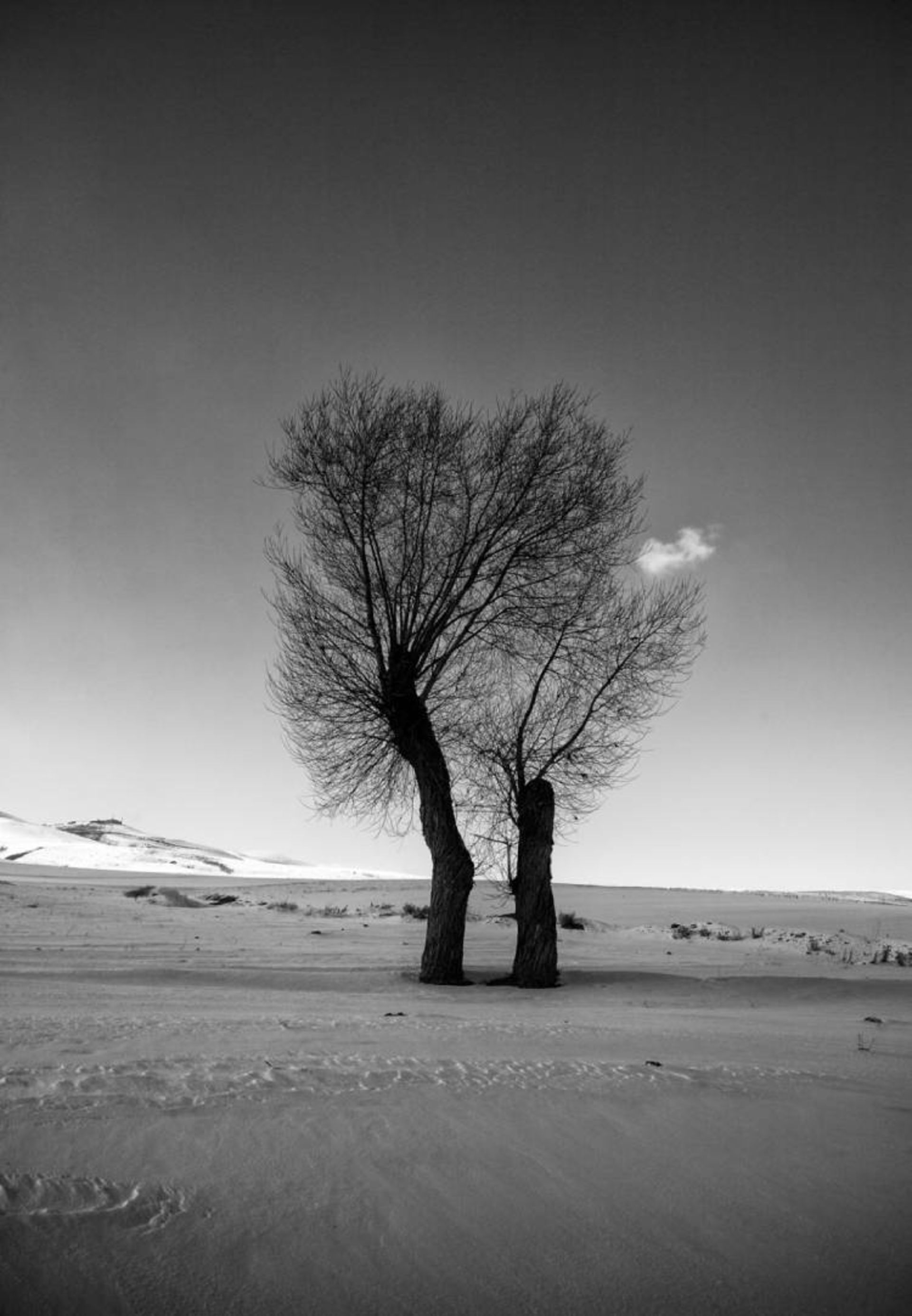 مرجع متخصصين ايران نمونه تصوير گرفته شده از درختان توسط علي شكري