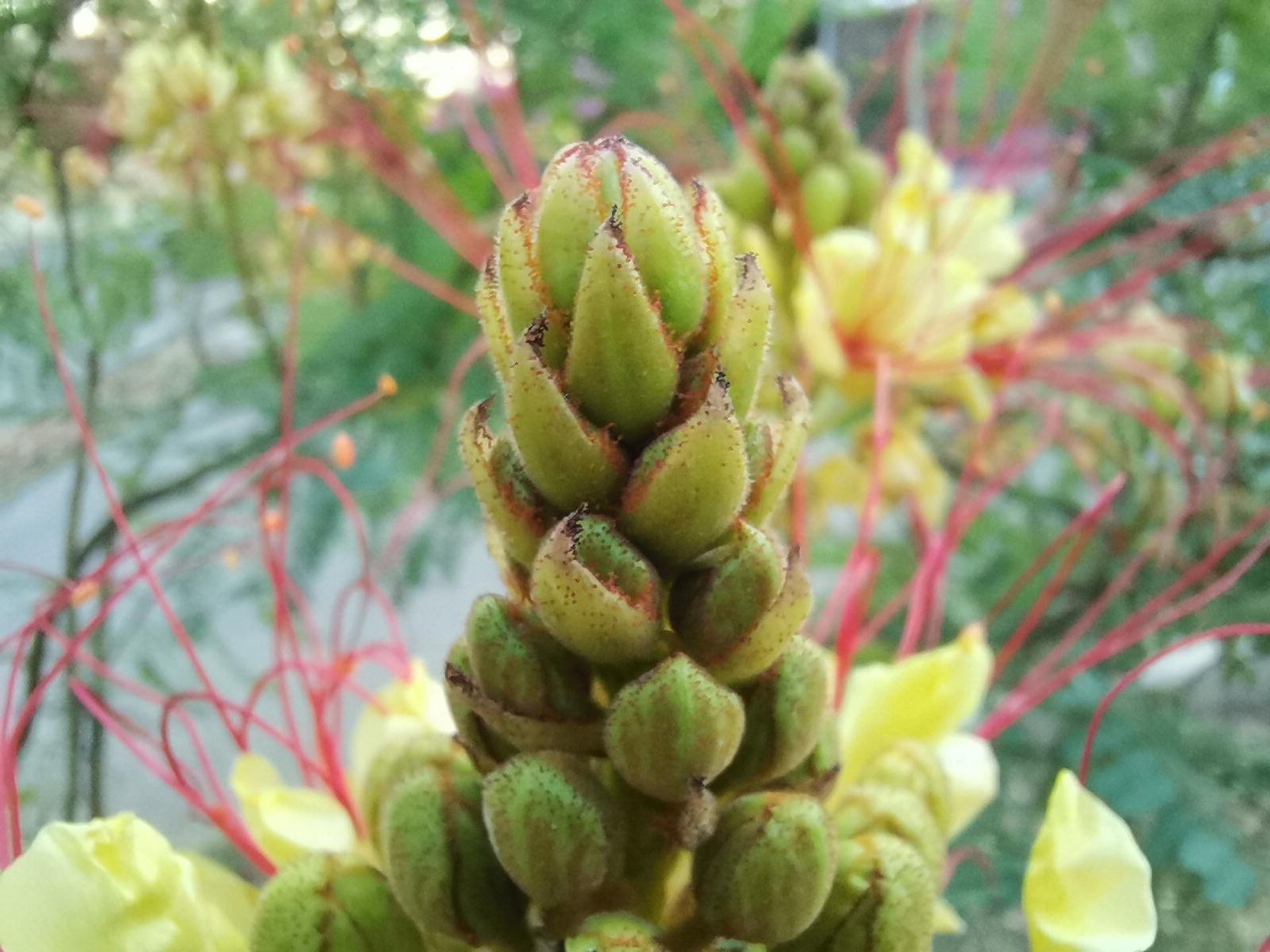 نمونه عکس ماکرو هواوی نوا 7 آی از گیاه