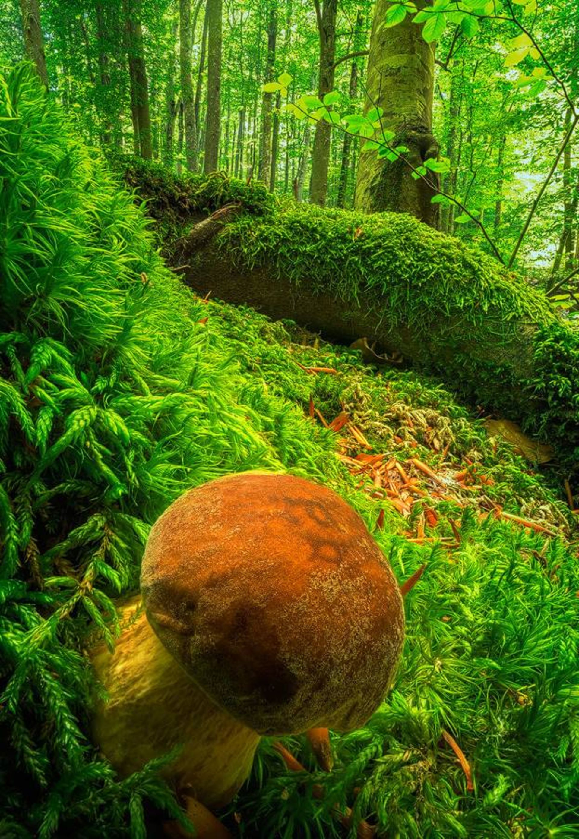 نمونه تصویر ثبت شده توسط اسوینارو با لنز ونوس اپتیکس 