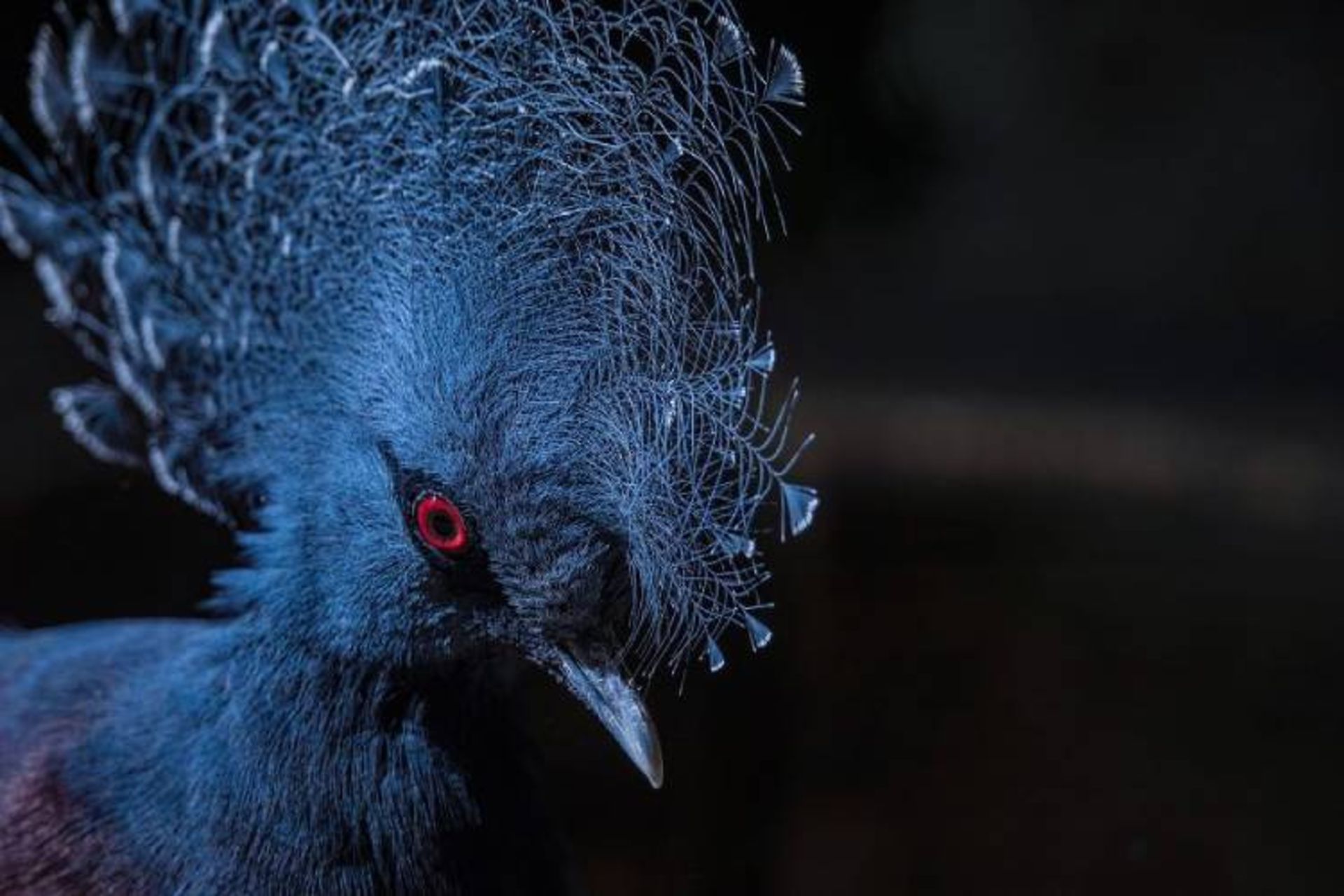 یکی از برترین عکس‌های مسابقه عکاسی wild2020 ثبت‌شده در لوروپارک توسط santiagolopezfotografia 