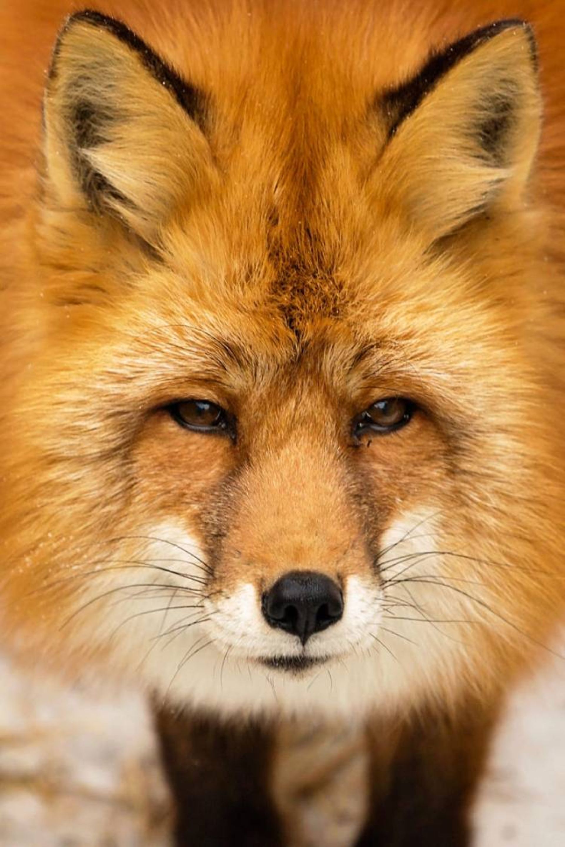 یکی از برترین عکس‌های مسابقه عکاسی wild2020 ثبت‌شده در مسکو توسط Secofr 