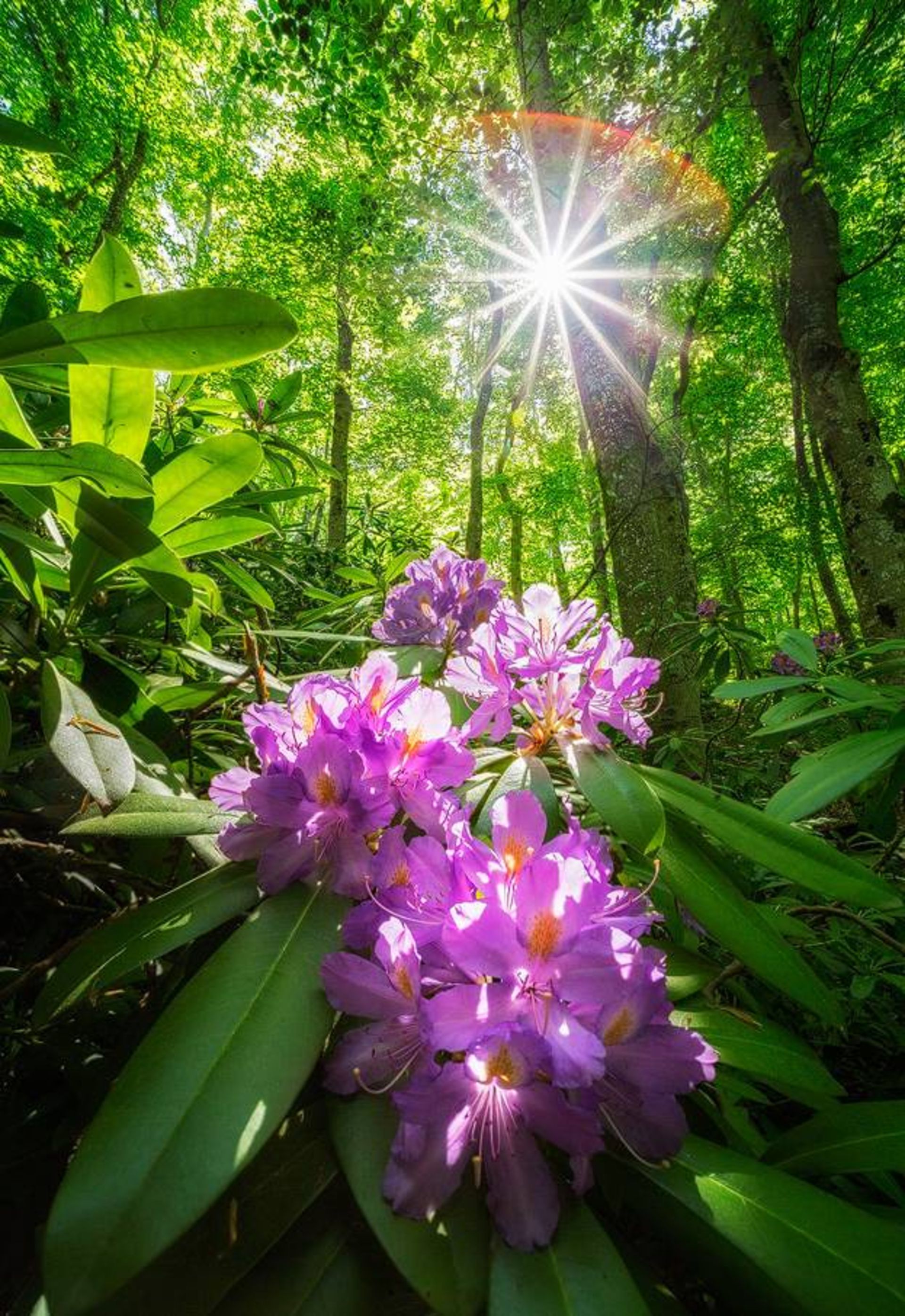 نمونه تصویر ثبت شده توسط اسوینارو با لنز ونوس اپتیکس با دیافراگم f/11