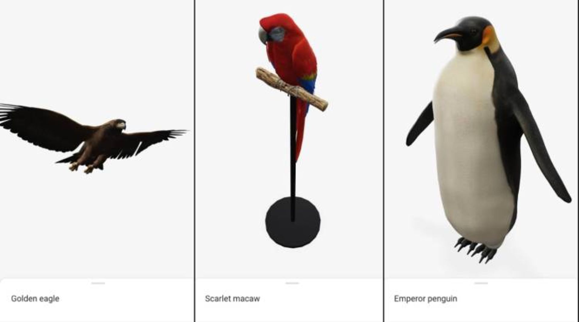 نمونه تصاویر سه‌بعدی از پرندگان