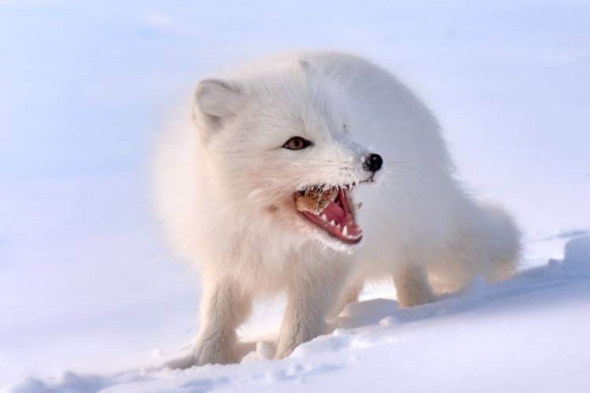 یکی از برترین عکس‌های مسابقه عکاسی wild2020 ثبت‌شده در روسیه توسط nik_kupchenko  