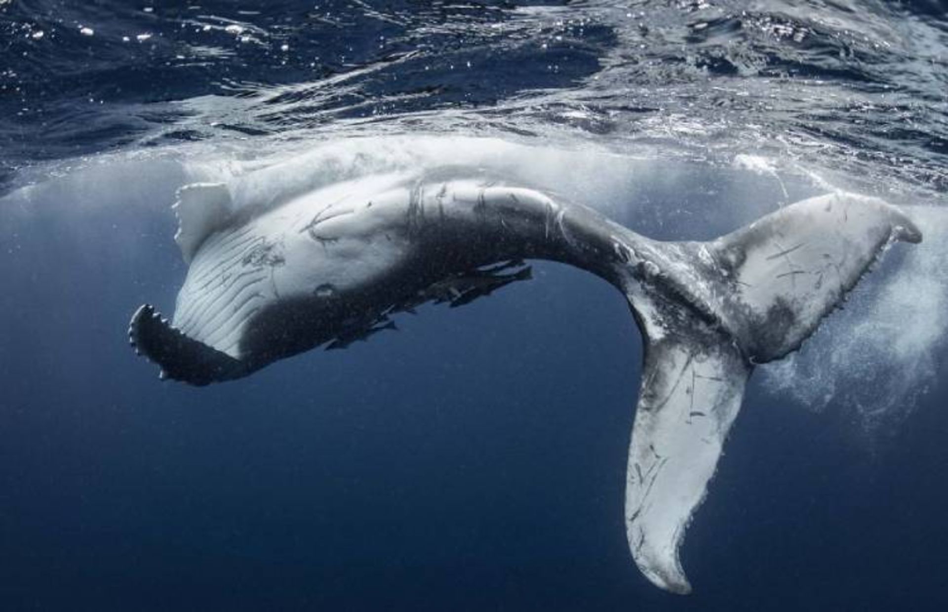 یکی از برترین عکس‌های مسابقه عکاسی wild2020 ثبت‌شده در تونگا توسط Reiko.takahashi