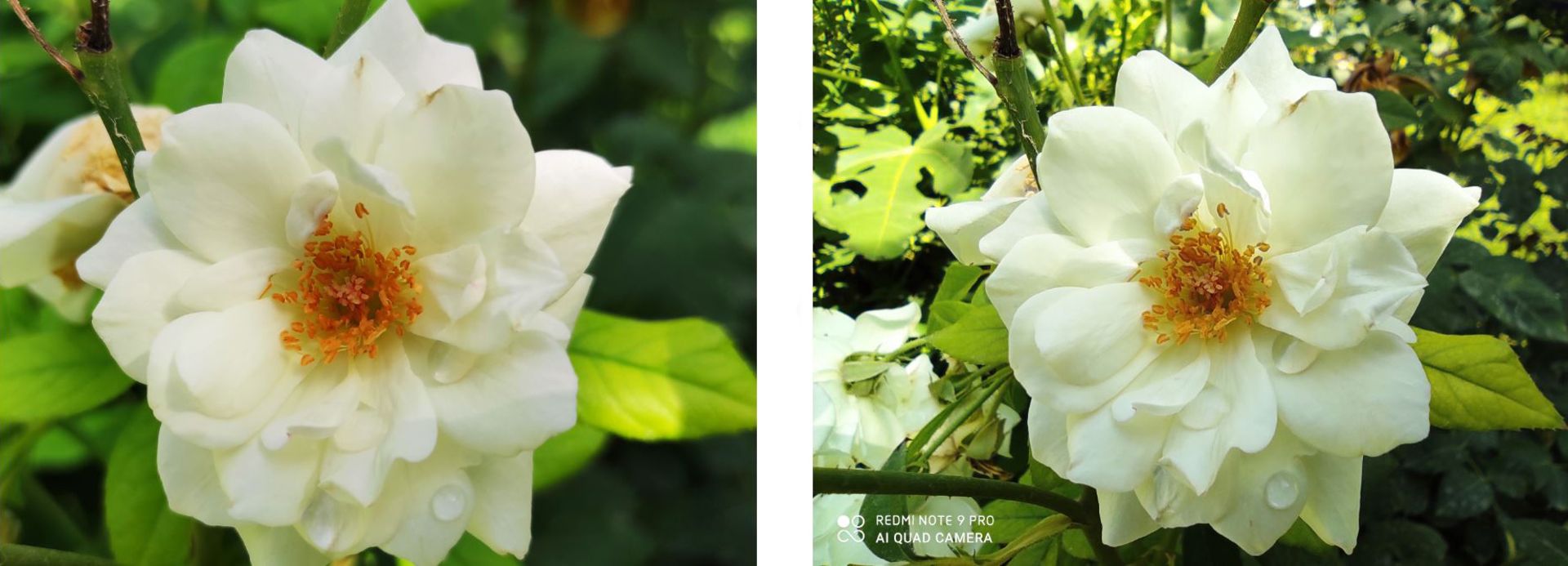 مرجع متخصصين ايران عكس گل ماكرو ردمي نوت ۹ پرو در برابر عكس گل وايد