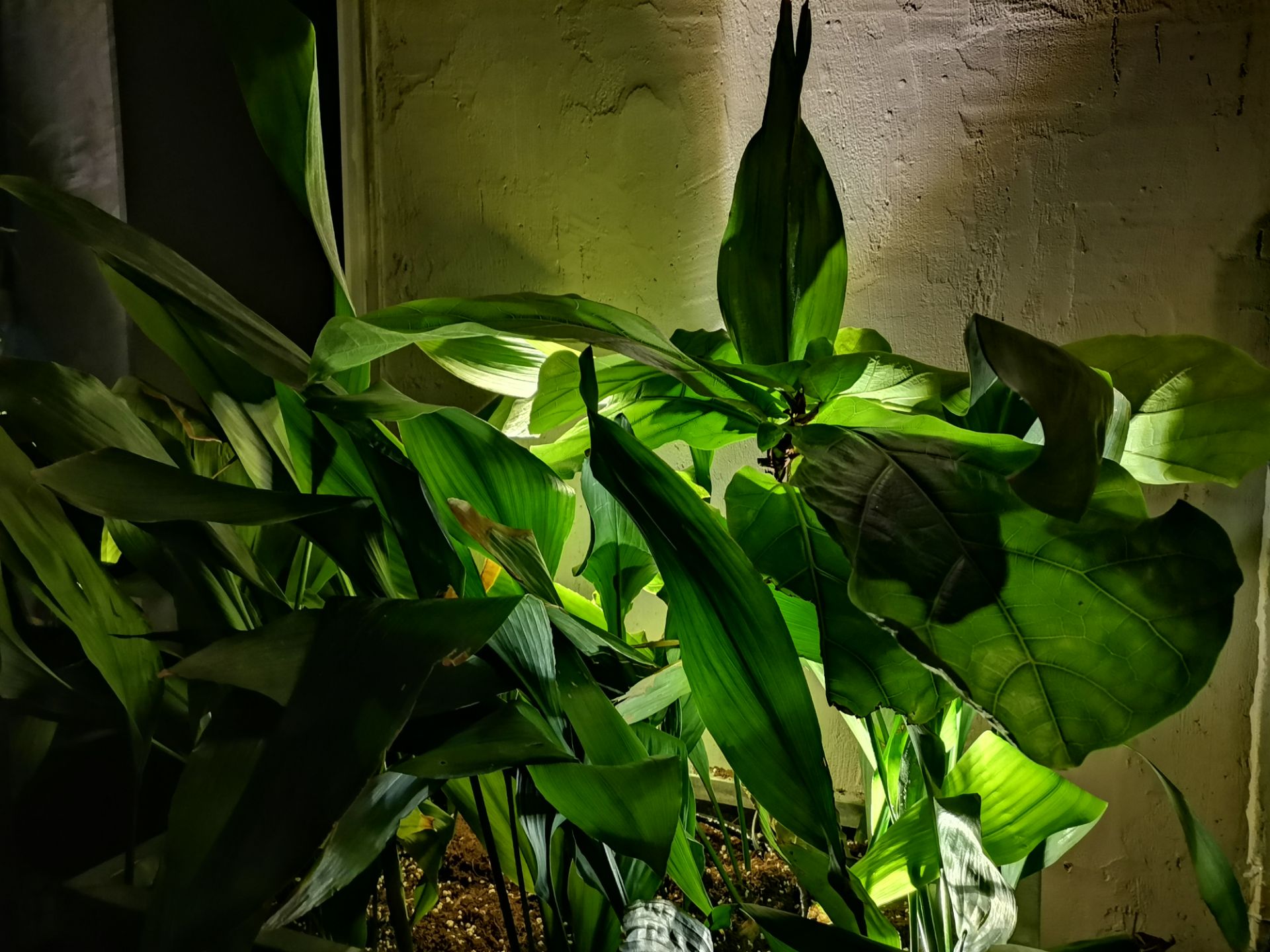 نمونه عکس هواوی نوا 7 آی - گیاه در تاریکی