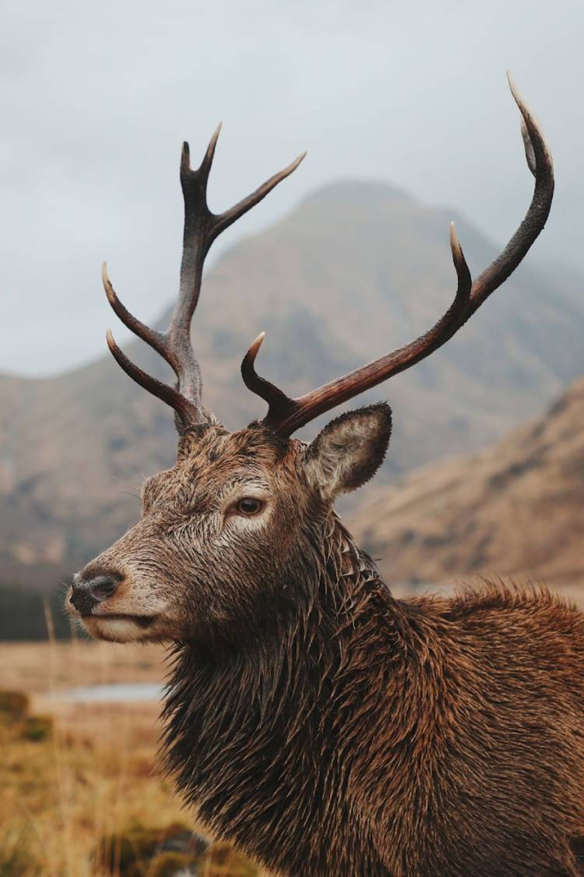 یکی از برترین عکس‌های مسابقه عکاسی wild2020 ثبت‌شده در اسکاتلند توسط joncleave 