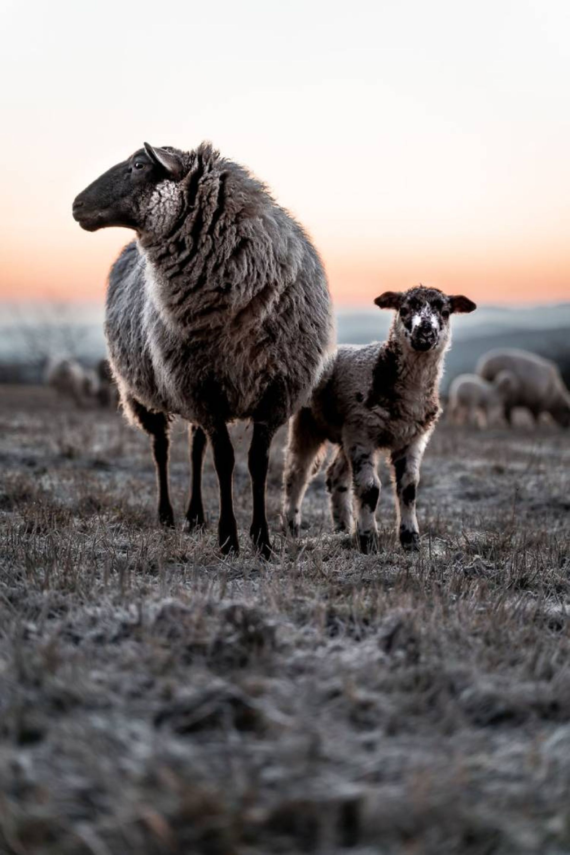 یکی از برترین عکس‌های مسابقه عکاسی wild2020 ثبت‌شده در آلمان توسط marfle 