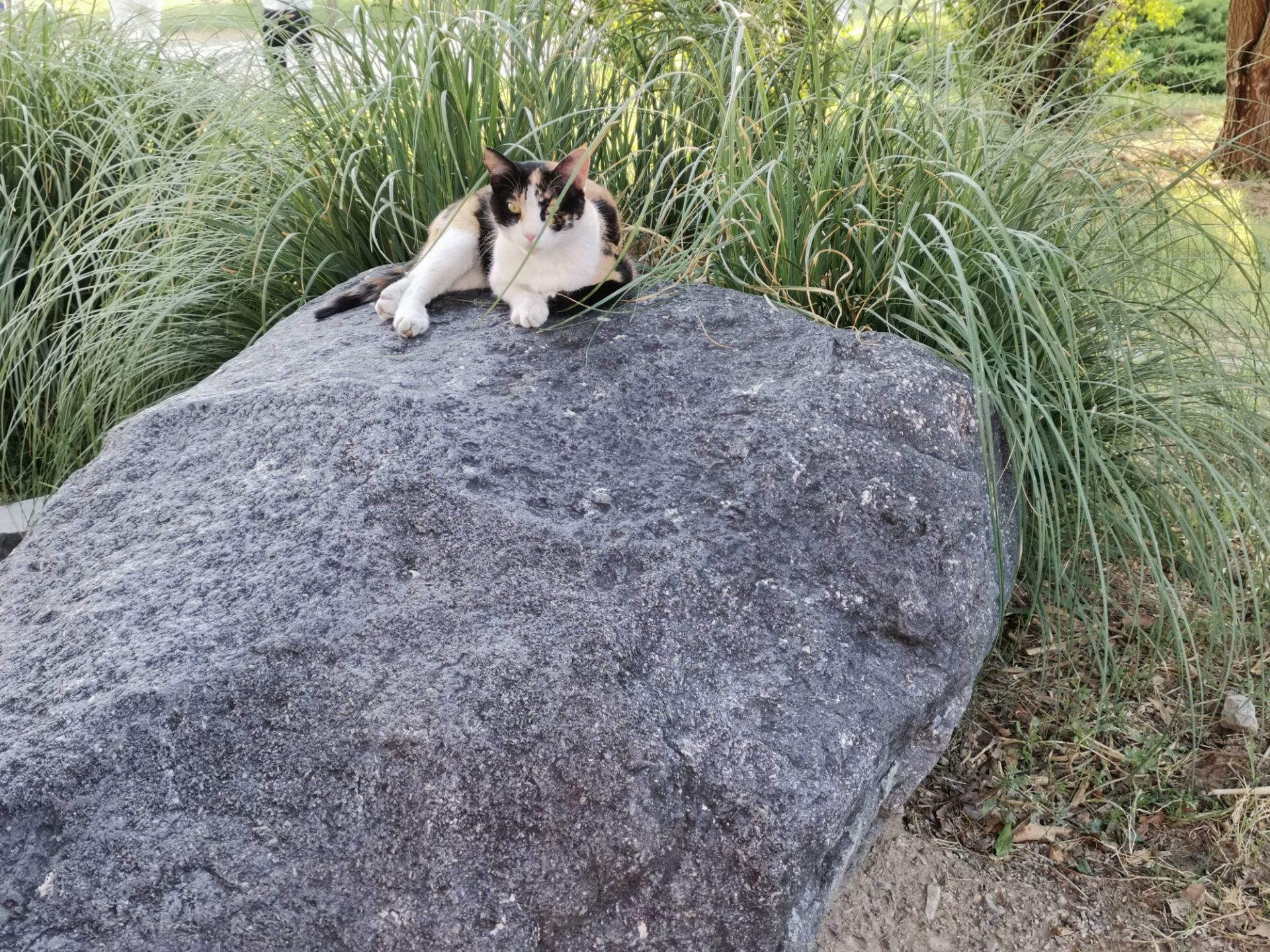 نمونه عکس دوربین هواوی نوا 7 آی - گربه