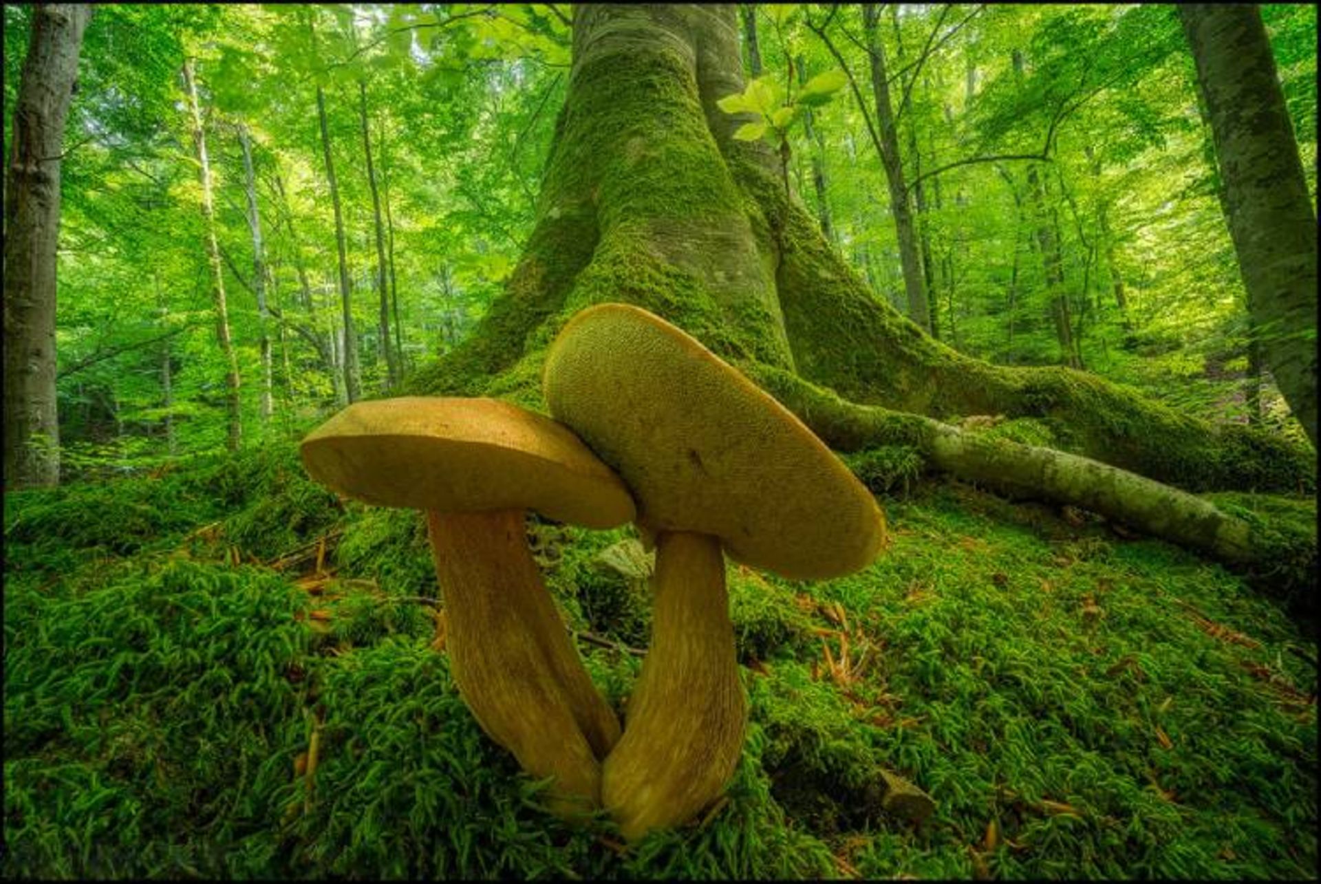 نمونه تصویر ثبت شده توسط اسوینارو با لنز ونوس اپتیکس 