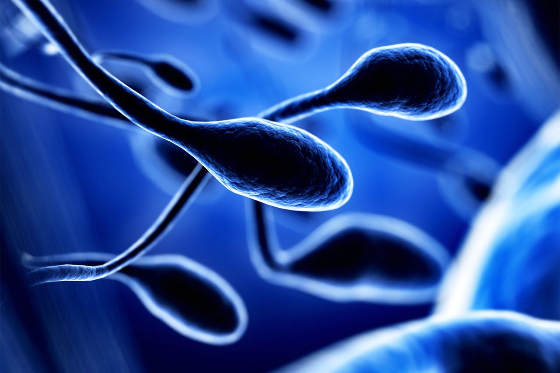 تصویر گرافیکی چند سلول اسپرم انسانی / Human Sperm
