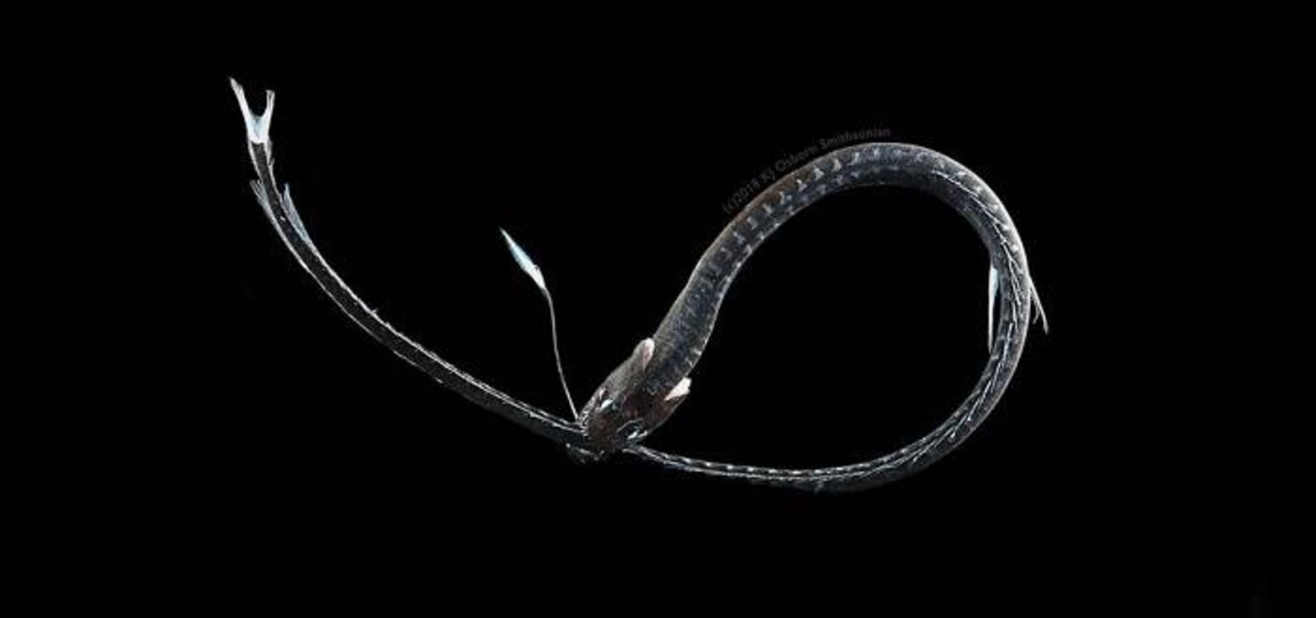 اژدهای بسیار سیاه اقیانوس آرام