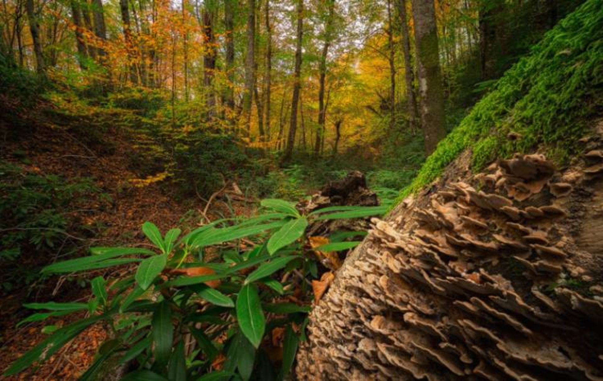 نمونه تصویر ثبت شده توسط اسوینارو با لنز ونوس اپتیکس 