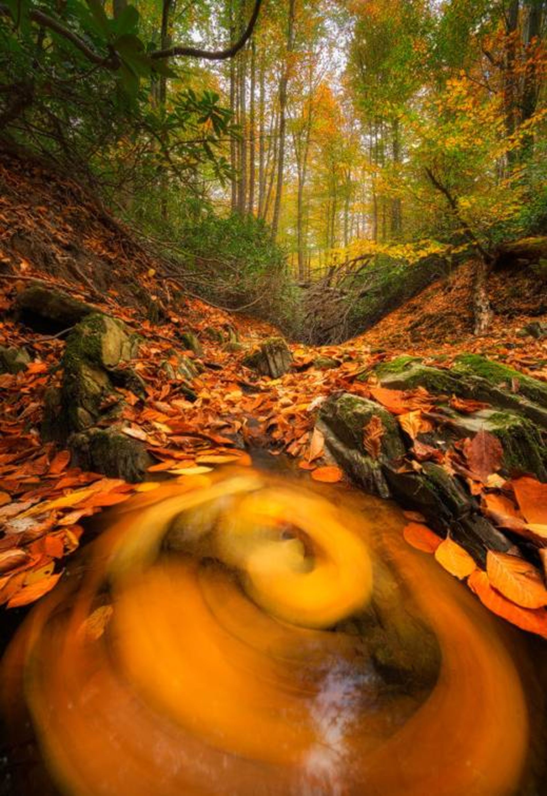 نمونه تصویر ثبت شده توسط اسوینارو با لنز ونوس اپتیکس 