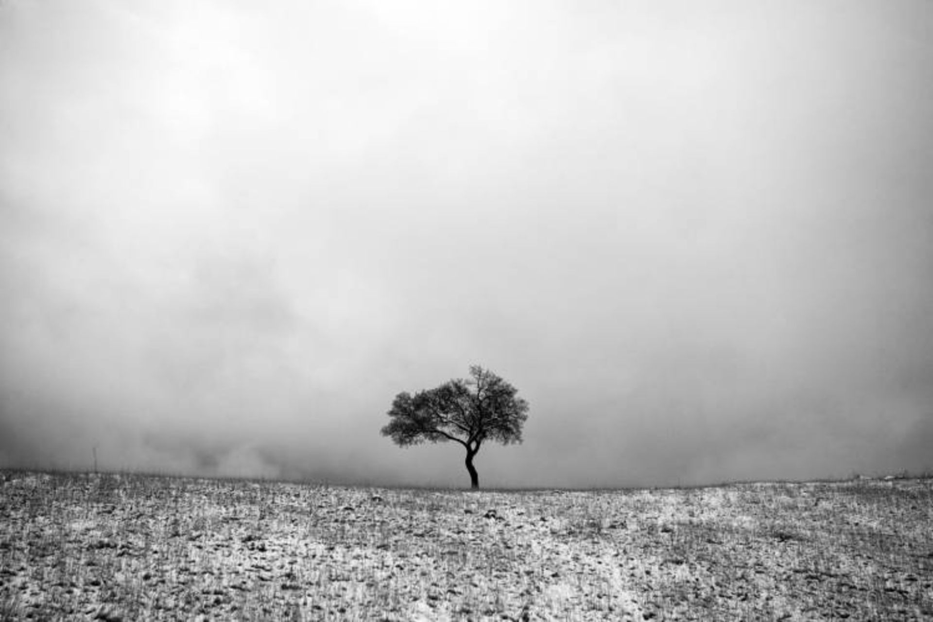 نمونه تصویر گرفته شده از درختان توسط علی شکری