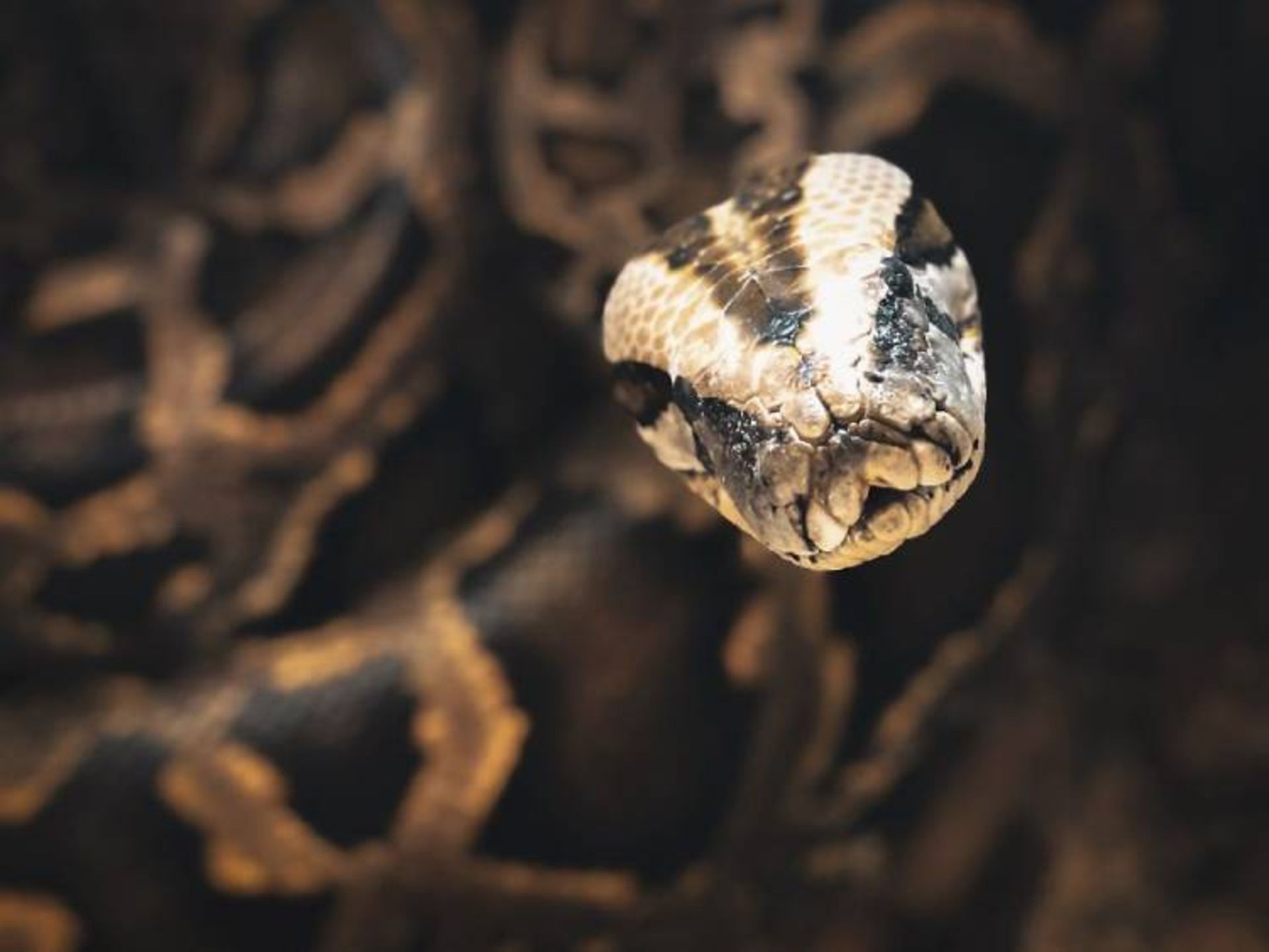 یکی از برترین عکس‌های مسابقه عکاسی wild2020 ثبت‌شده در آمریکا توسط hwilson8   