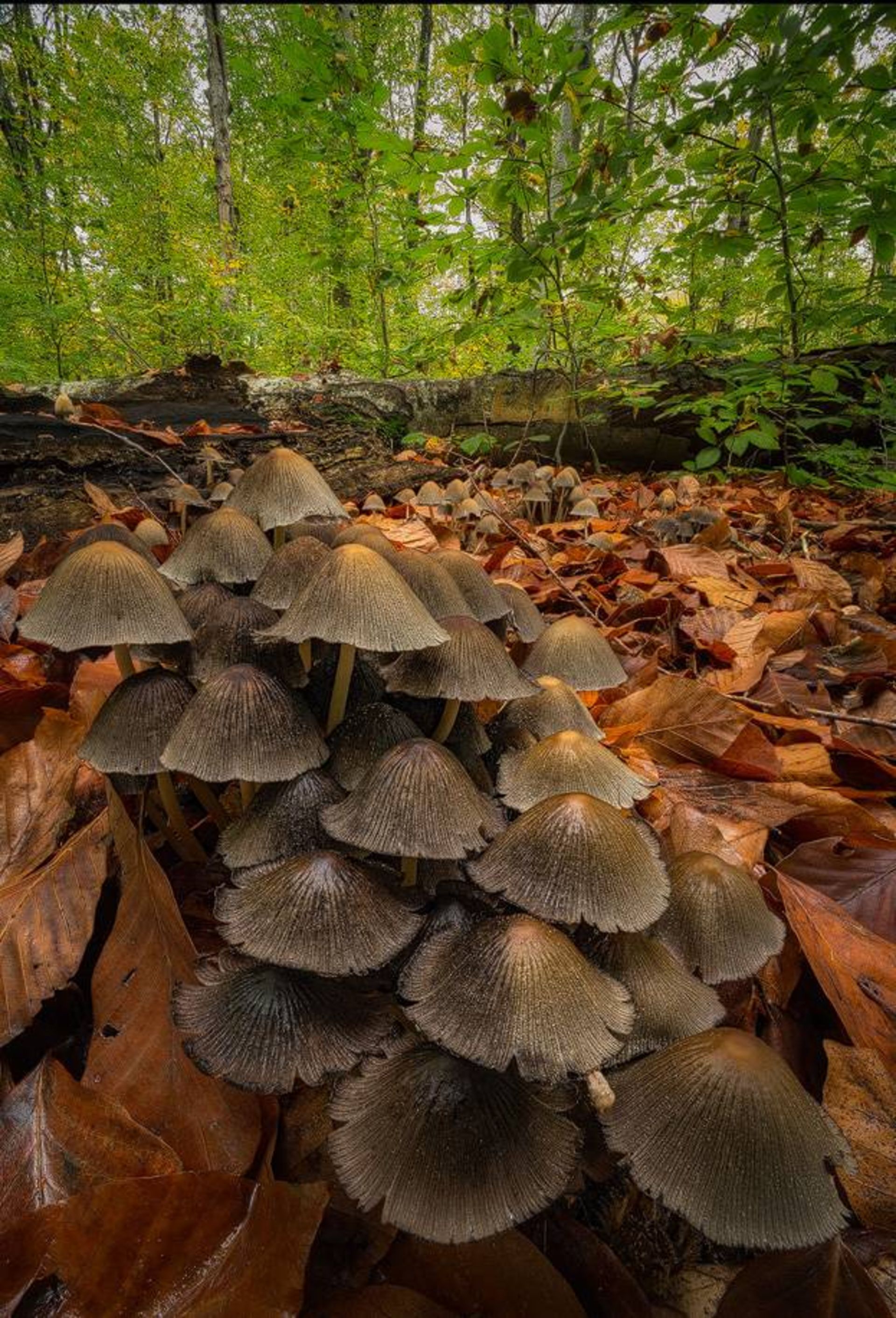 نمونه تصویر ثبت شده توسط اسوینارو با لنز ونوس اپتیکس 