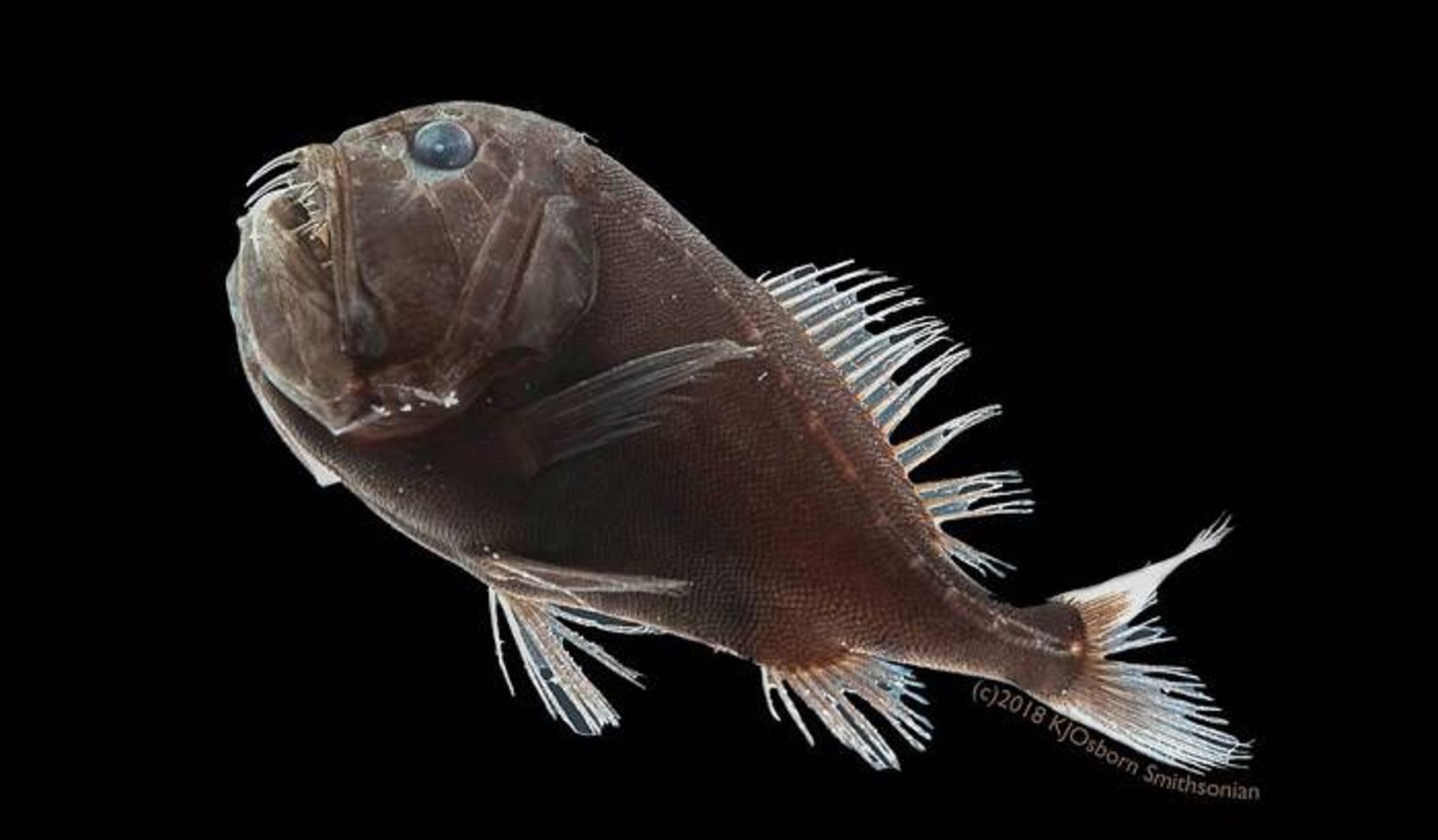 ماهی Anoplogaster cornuta