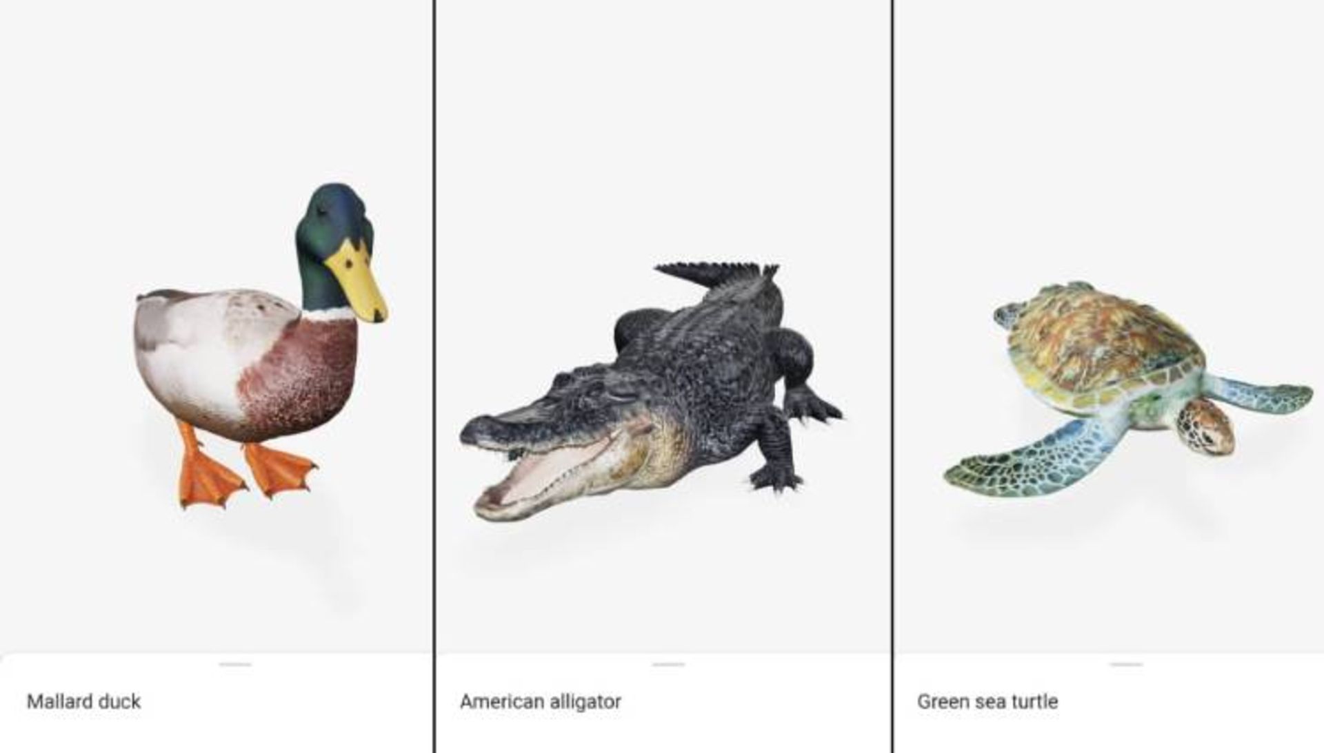 نمونه تصاویر سه‌بعدی حیوانات زیرآبی و تالاب‌ها