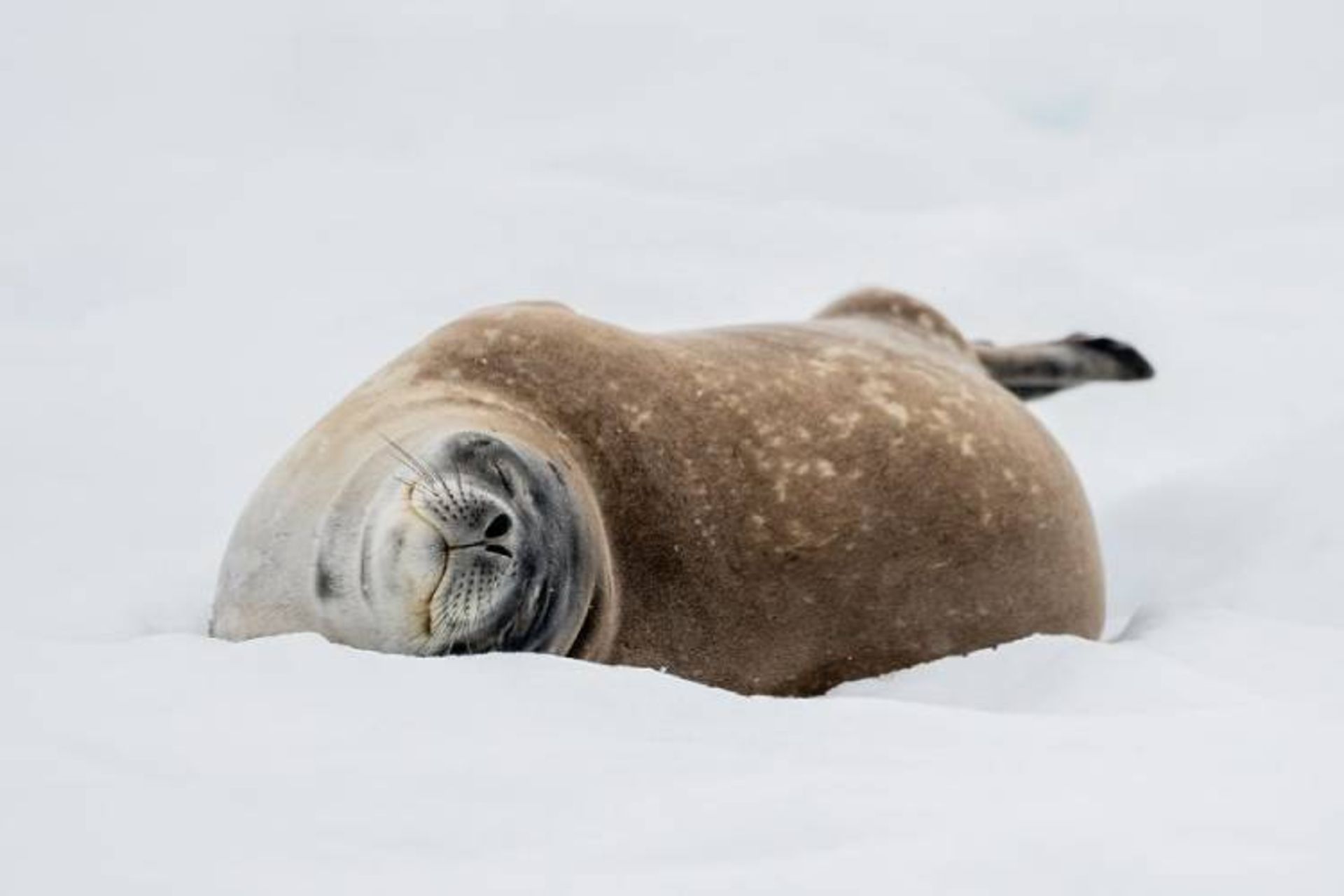 یکی از برترین عکس‌های مسابقه عکاسی wild2020 ثبت‌شده در قطب جنوب توسط polzray 