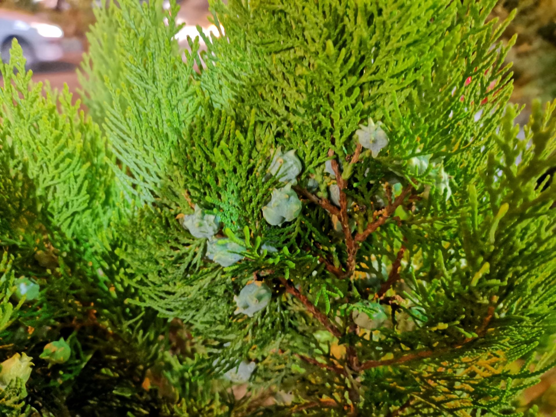 نمونه عکس دوربین هواوی نوا 7 آی - گیاه