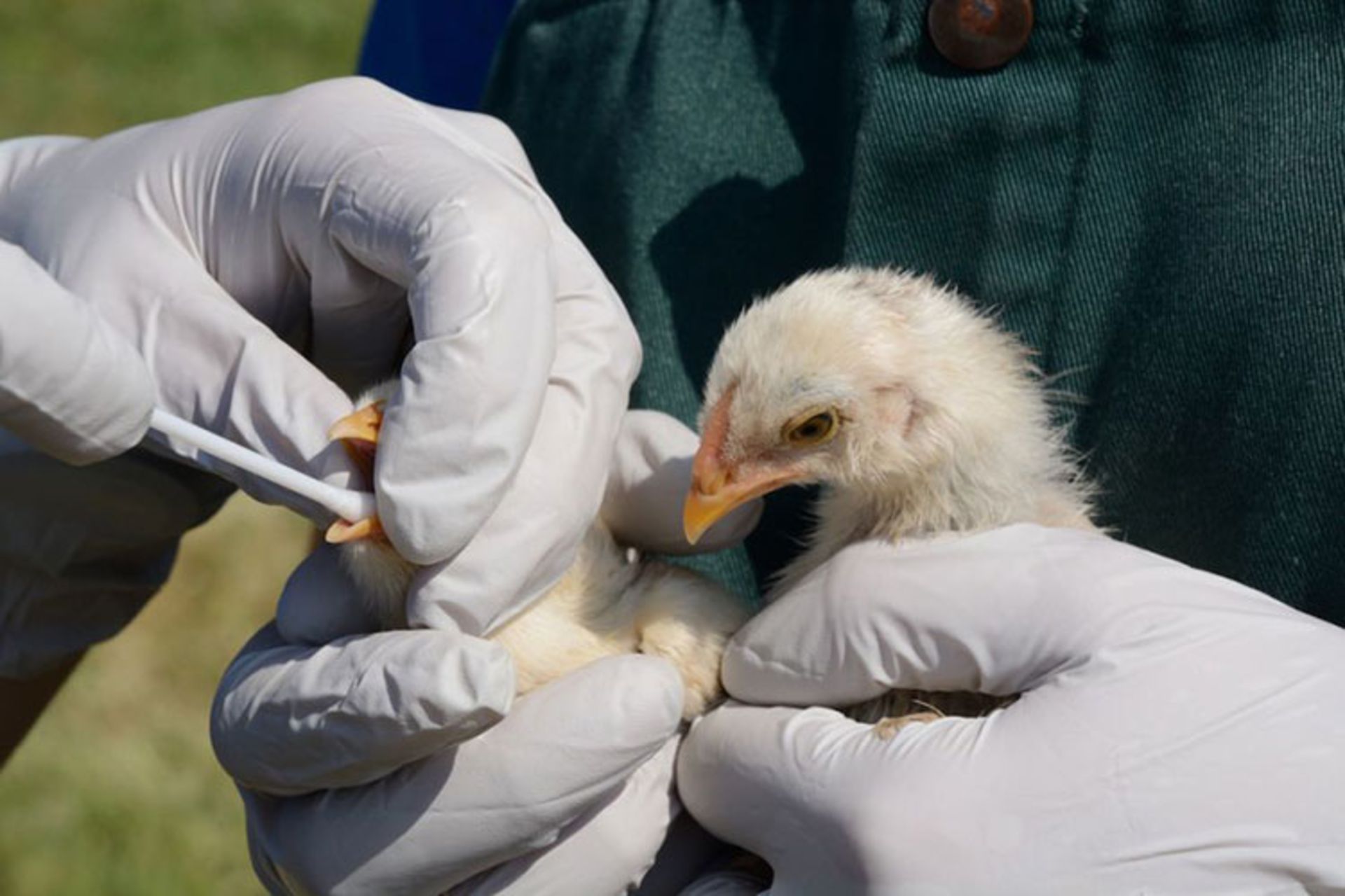 Chickens being tested for the avian flu