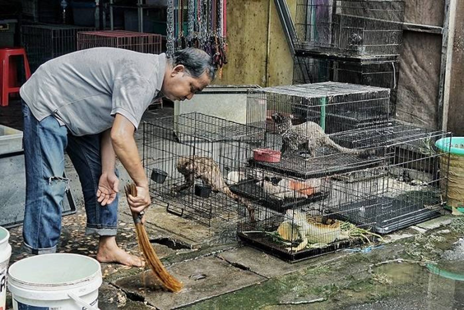 مرجع متخصصين ايران بازار فروش حيوانات وحشي در اندونزي