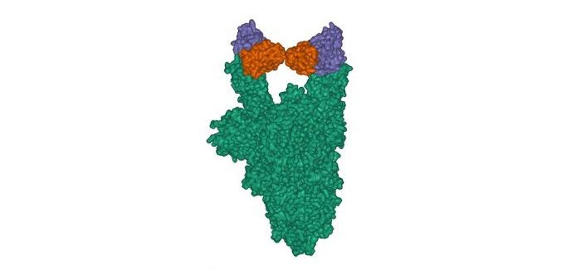 ساختار آنتی بادی