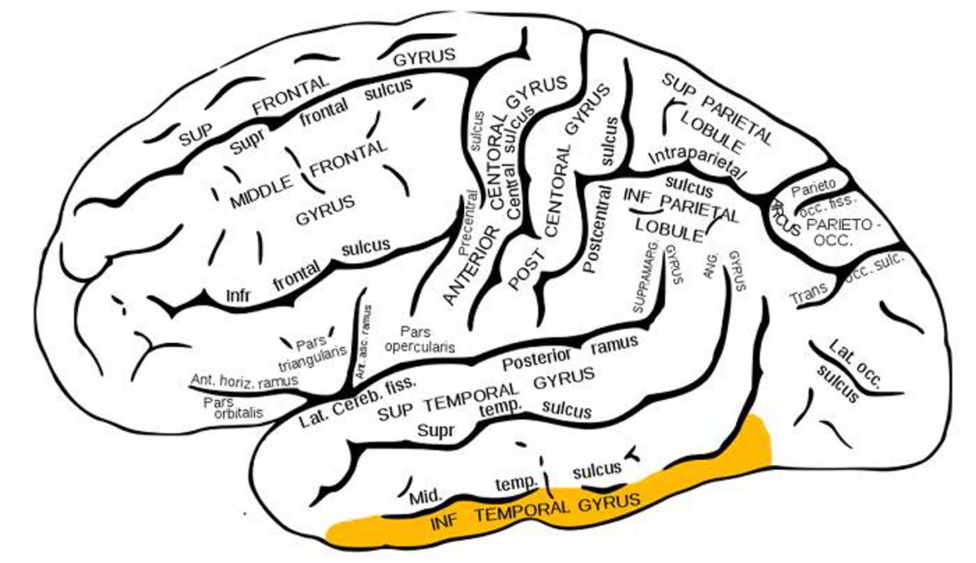 قشر جانبی تحتانی یا شکنج مغز