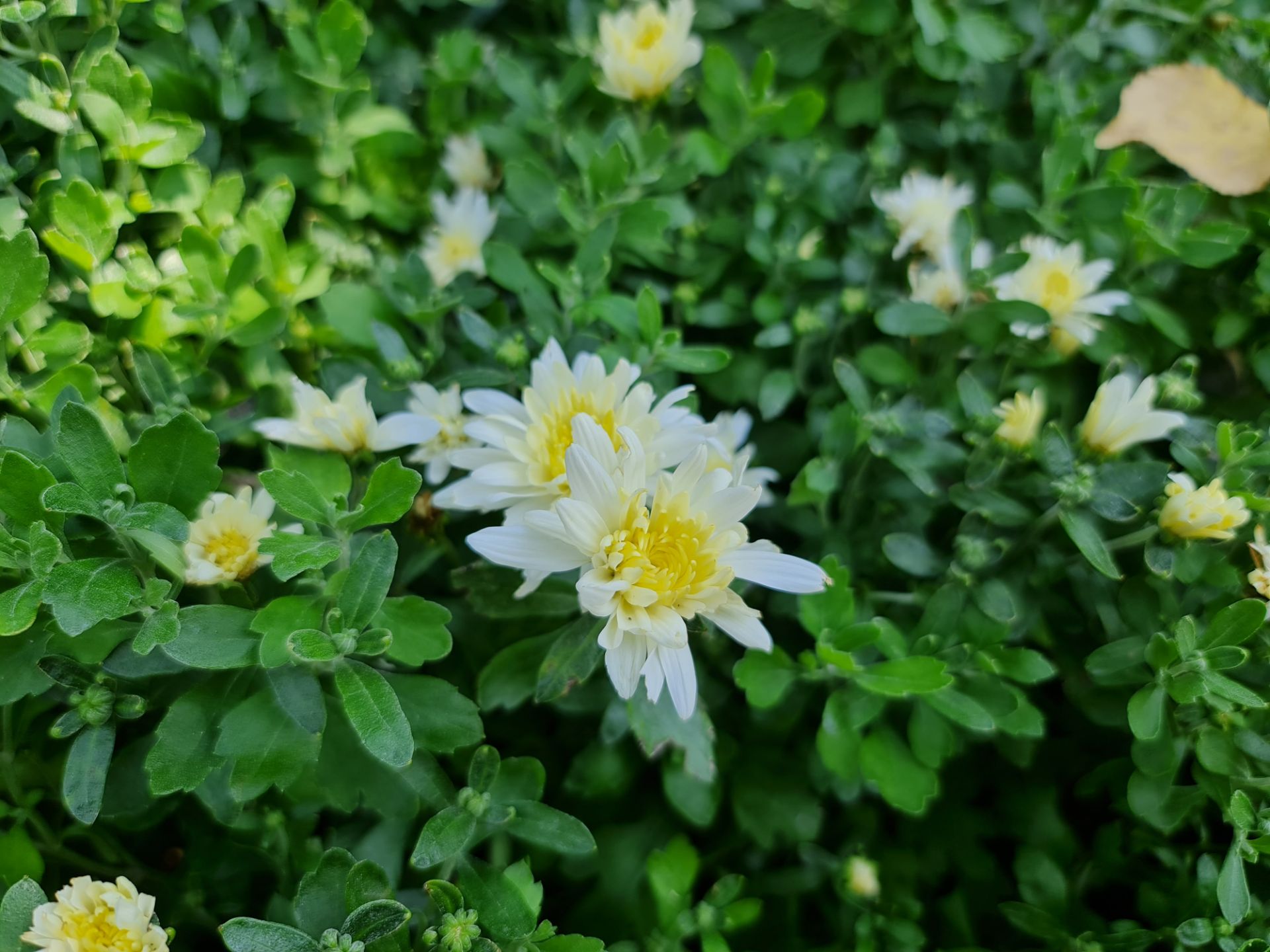 نمونه عکس دوربین اصلی گلکسی نوت ۲۰ اولترا - گل