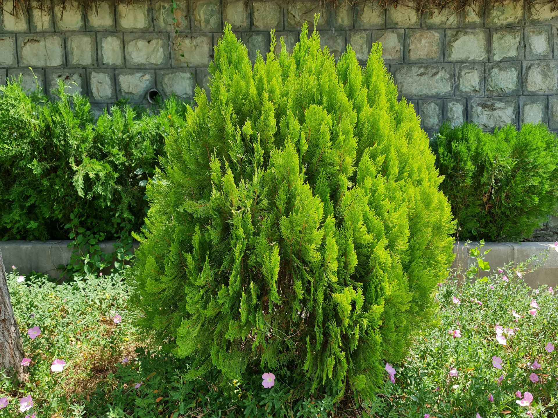 نمونه عکس دوربین اصلی گلکسی نوت ۲۰ اولترا - گیاه