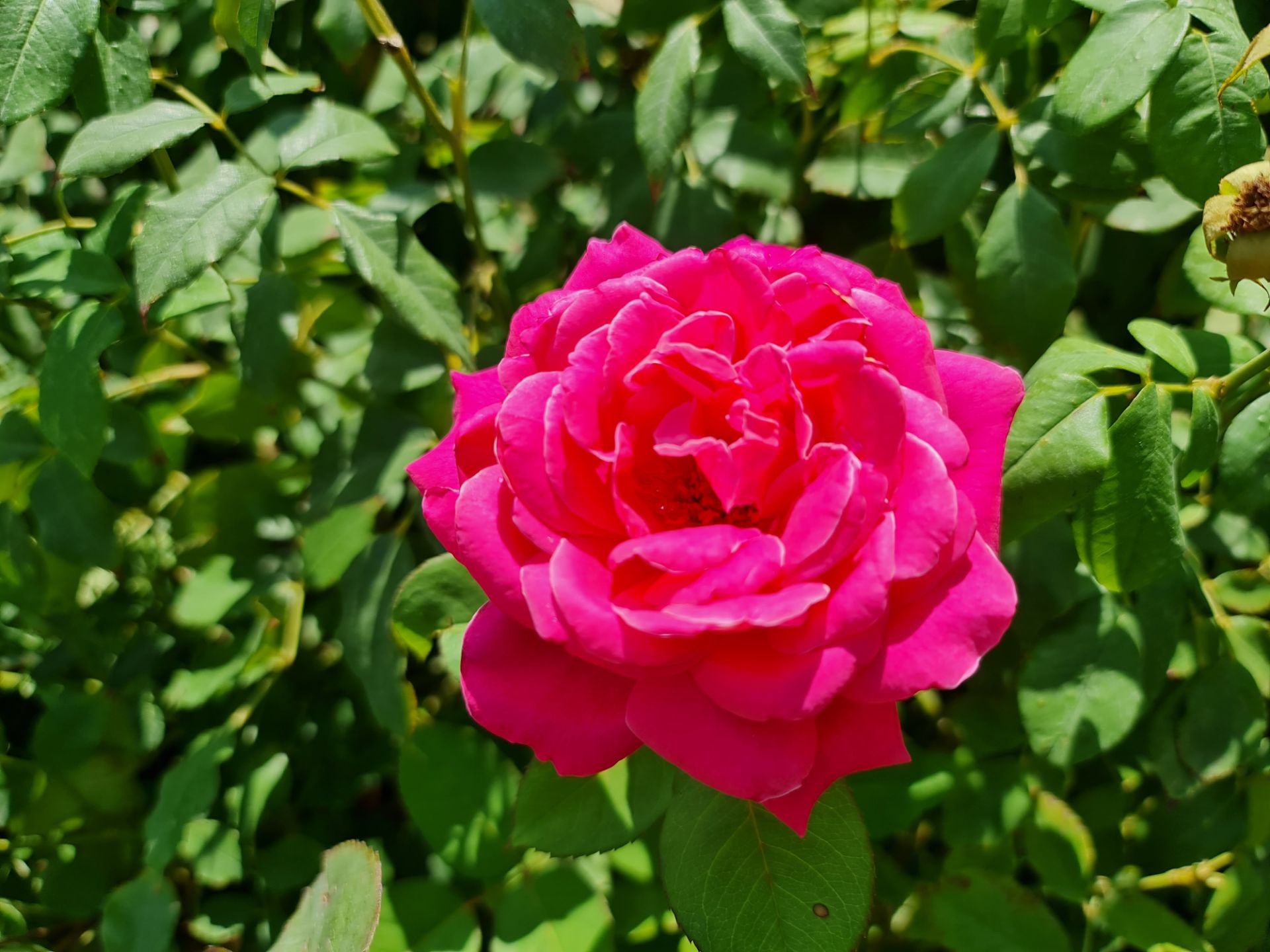 نمونه عکس دوربین اصلی گلکسی نوت ۲۰ اولترا - گل