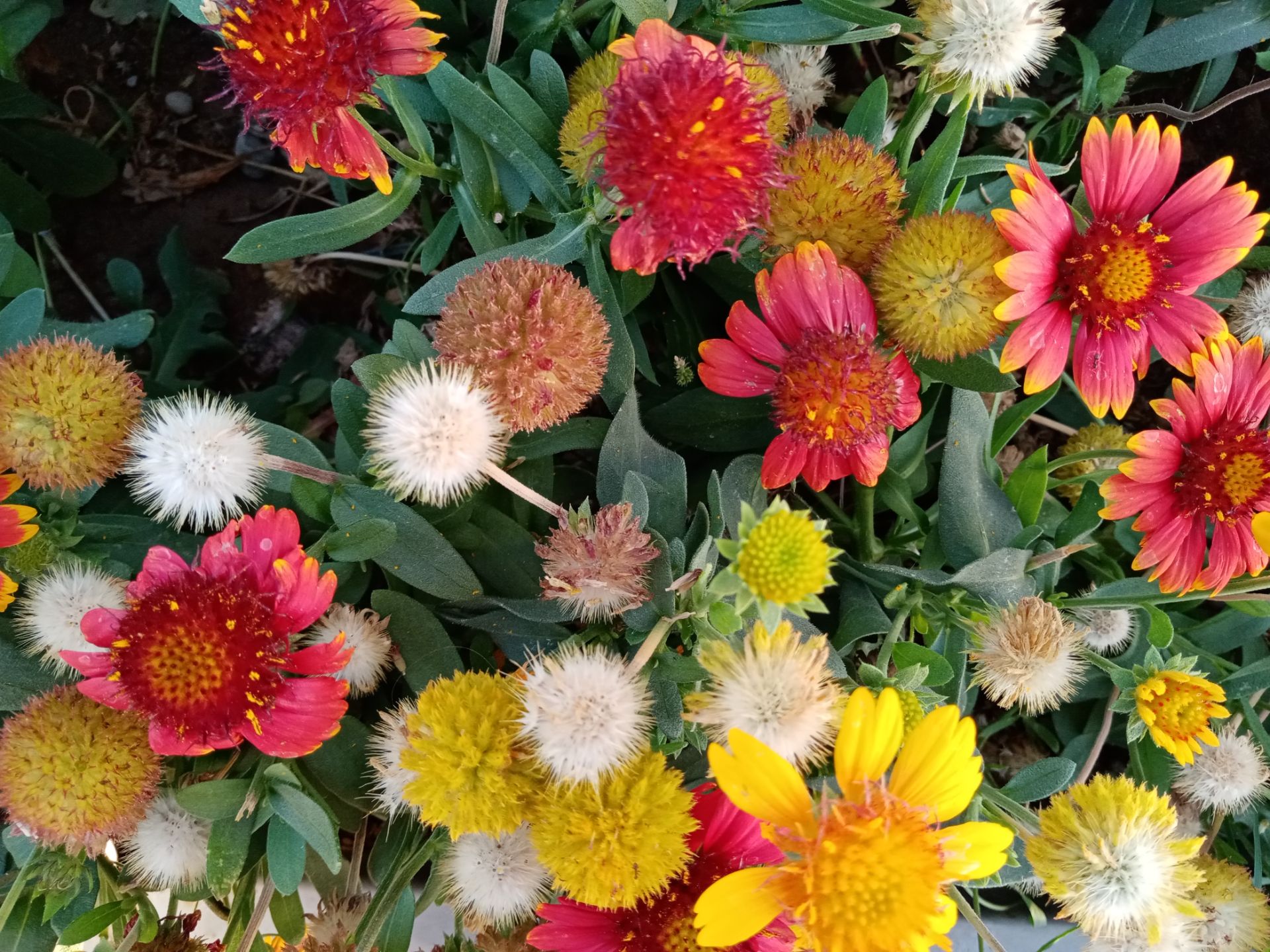 نمونه عکس گرفته شده با دوربین اصلی آنر 9A در روز ۰۶