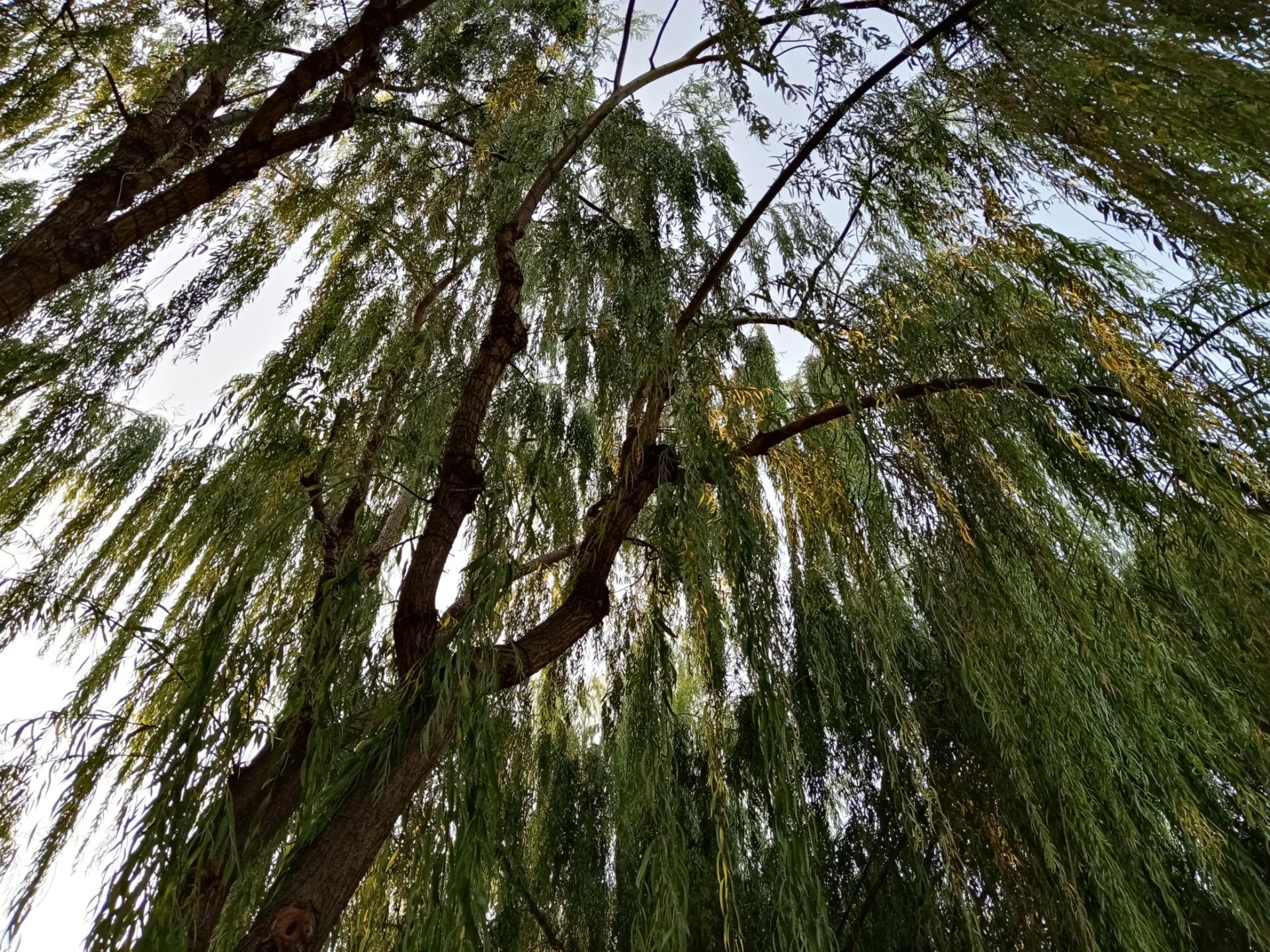 نمونه عکس گرفته شده با دوربین اصلی آنر 9A در روز ۰۷