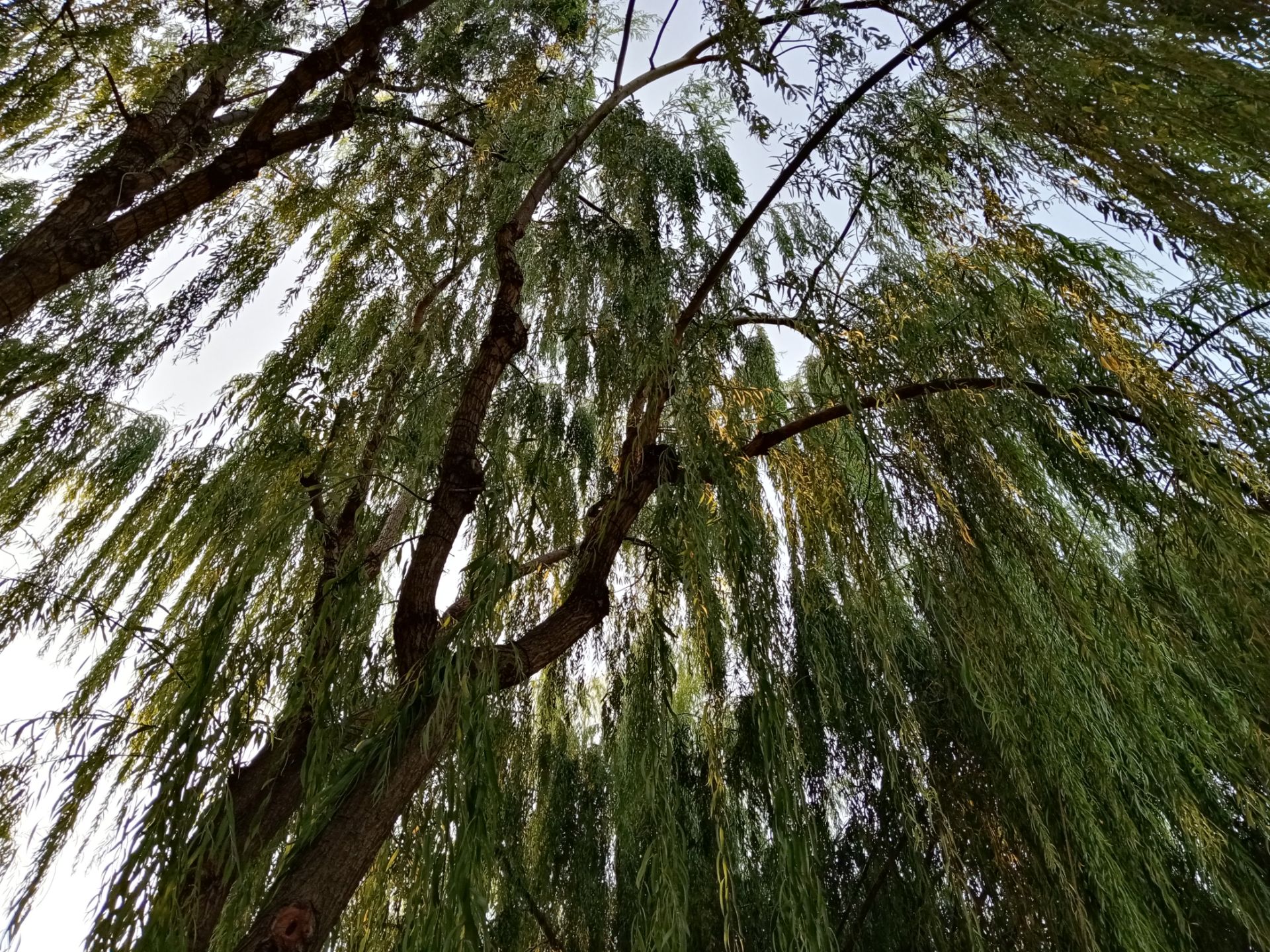 نمونه عکس گرفته شده با دوربین اصلی آنر 9A در روز ۰۷